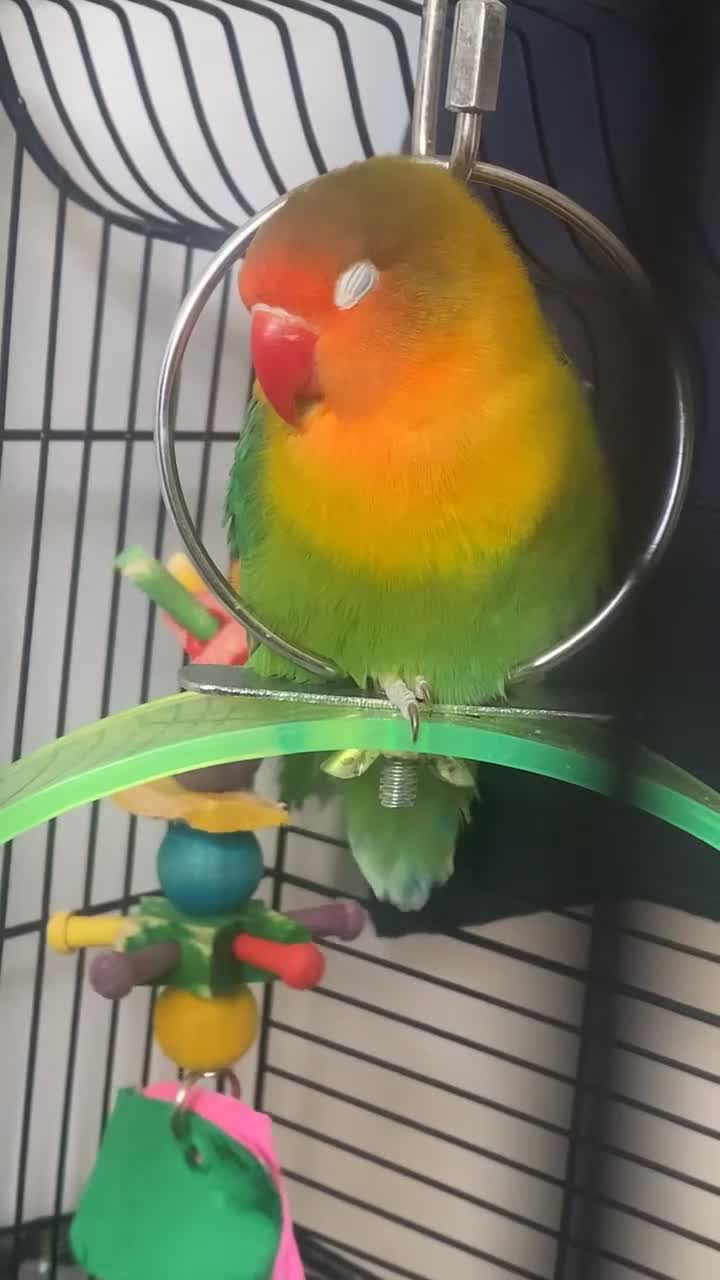 Lovebirds birds for sale: Pair of Compatible Lovebirds with Full Setup - Video 1