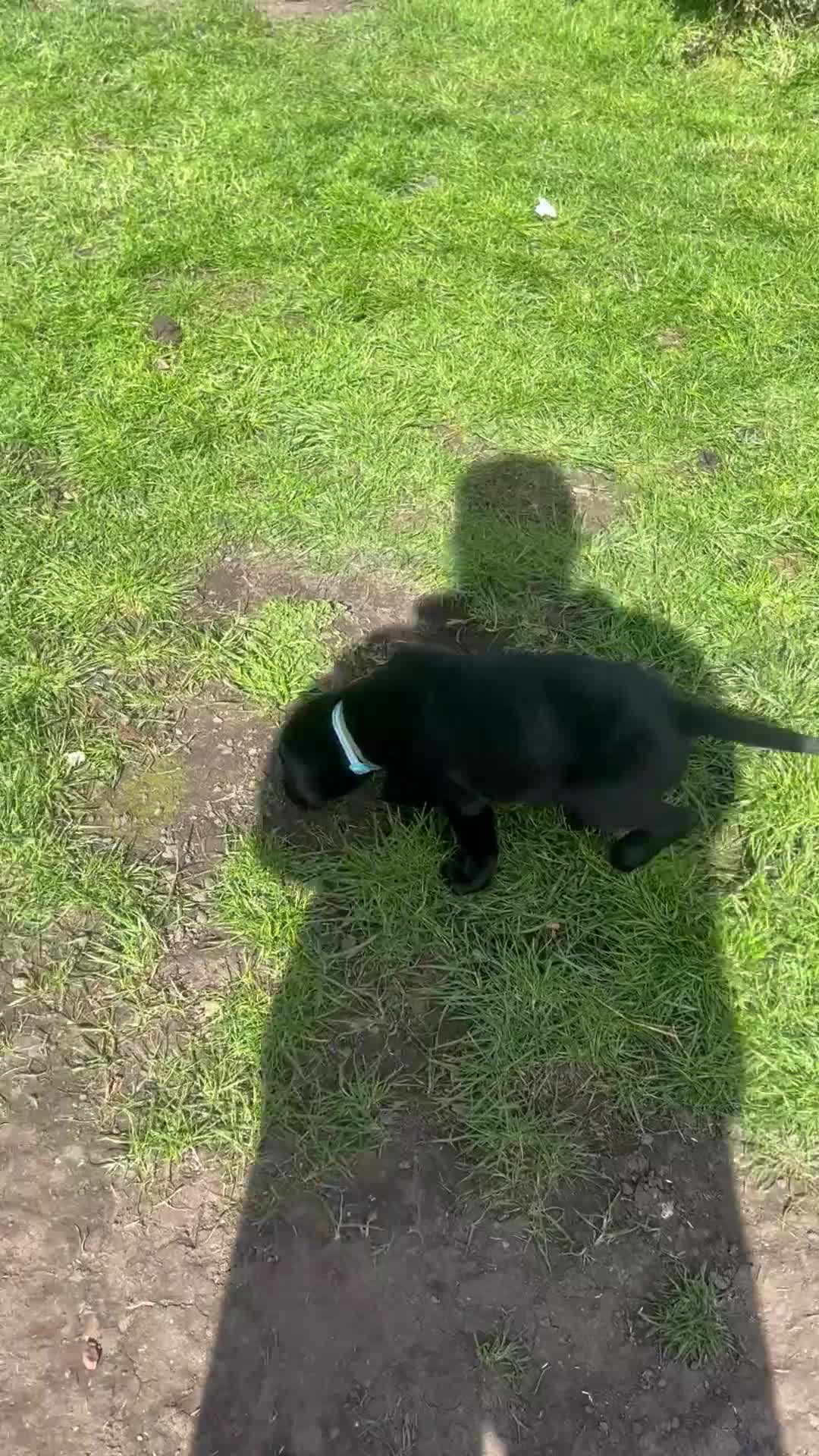 Labrador Retriever dogs for sale: KC Registered Labrador Puppies - Video 1