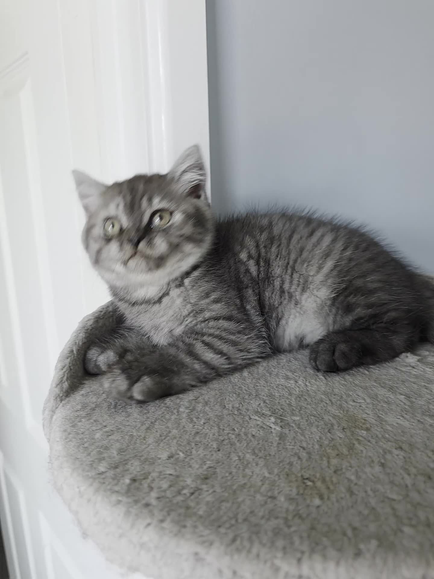 Scottish Fold cats for sale: Scottish straight ears kittens,READY NOW! - Video 1