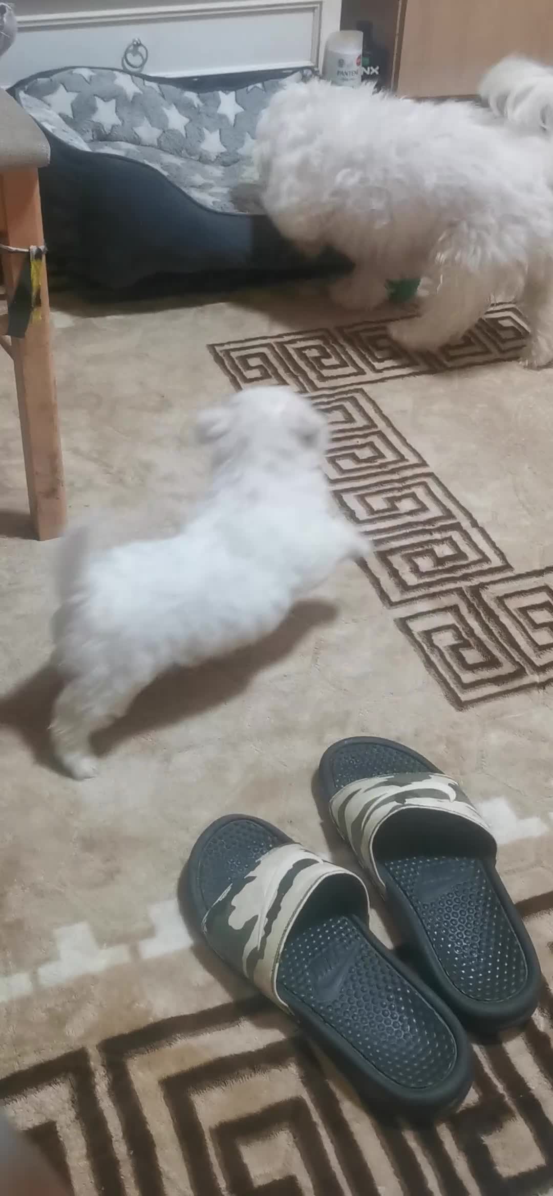 Maltese dogs for sale: Gorgeous Maltese Bichon puppies  - Video 3