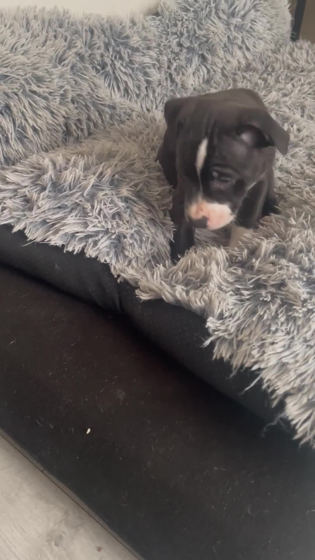Staffordshire Bull Terrier dogs for sale: Sold  - Video 2