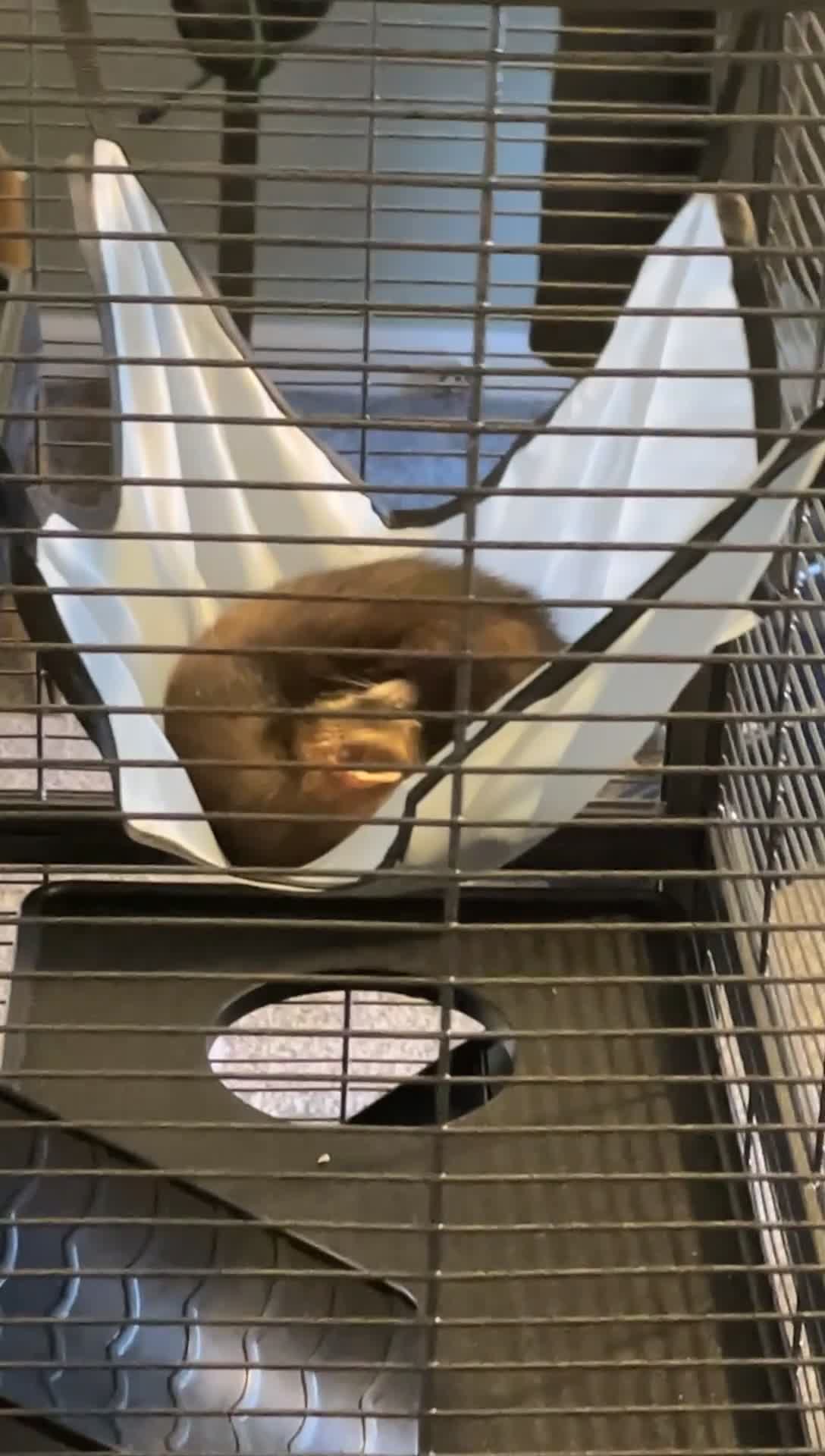 Ferret rodents for sale: Ferret  in Redcar - Video 1