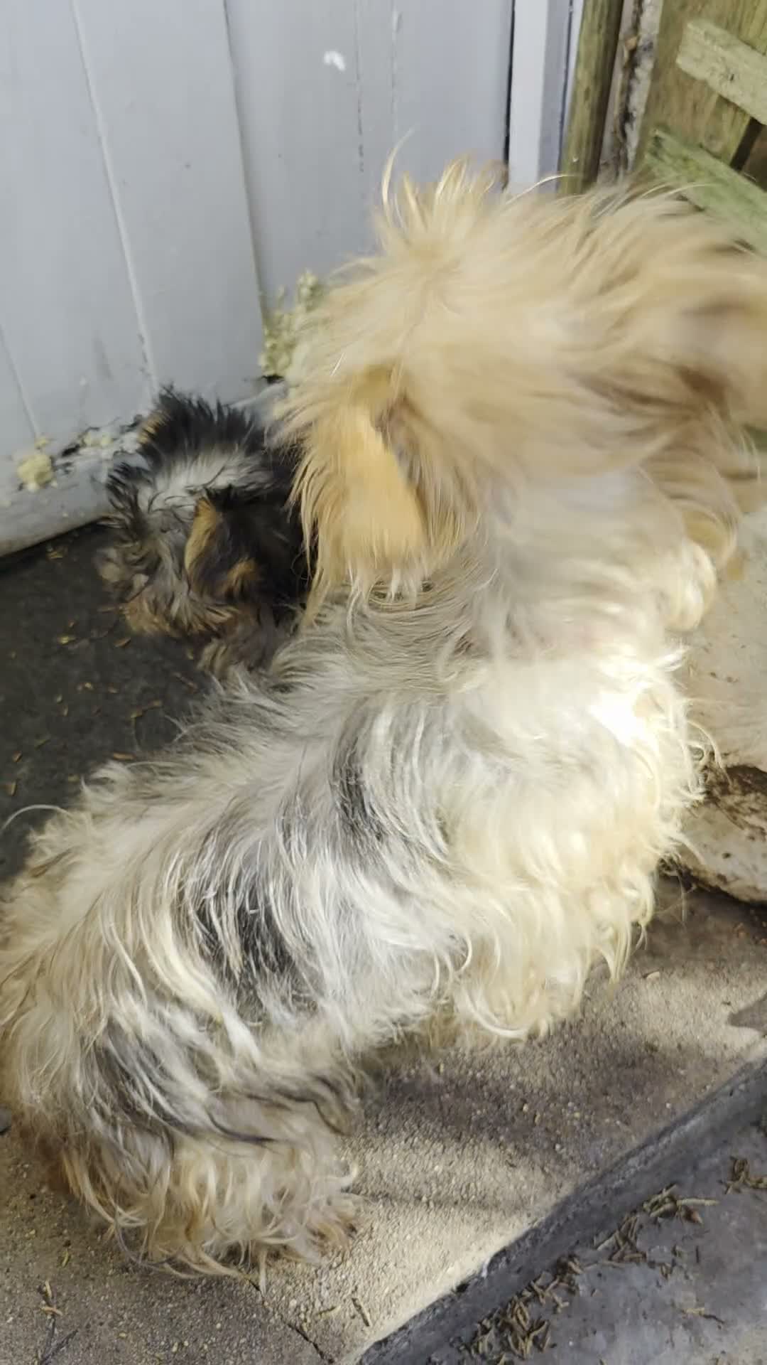 Yorkshire Terrier dogs for sale: Fabulous Female Mini Yorkie Pup Ready To Go Now! - Video 1