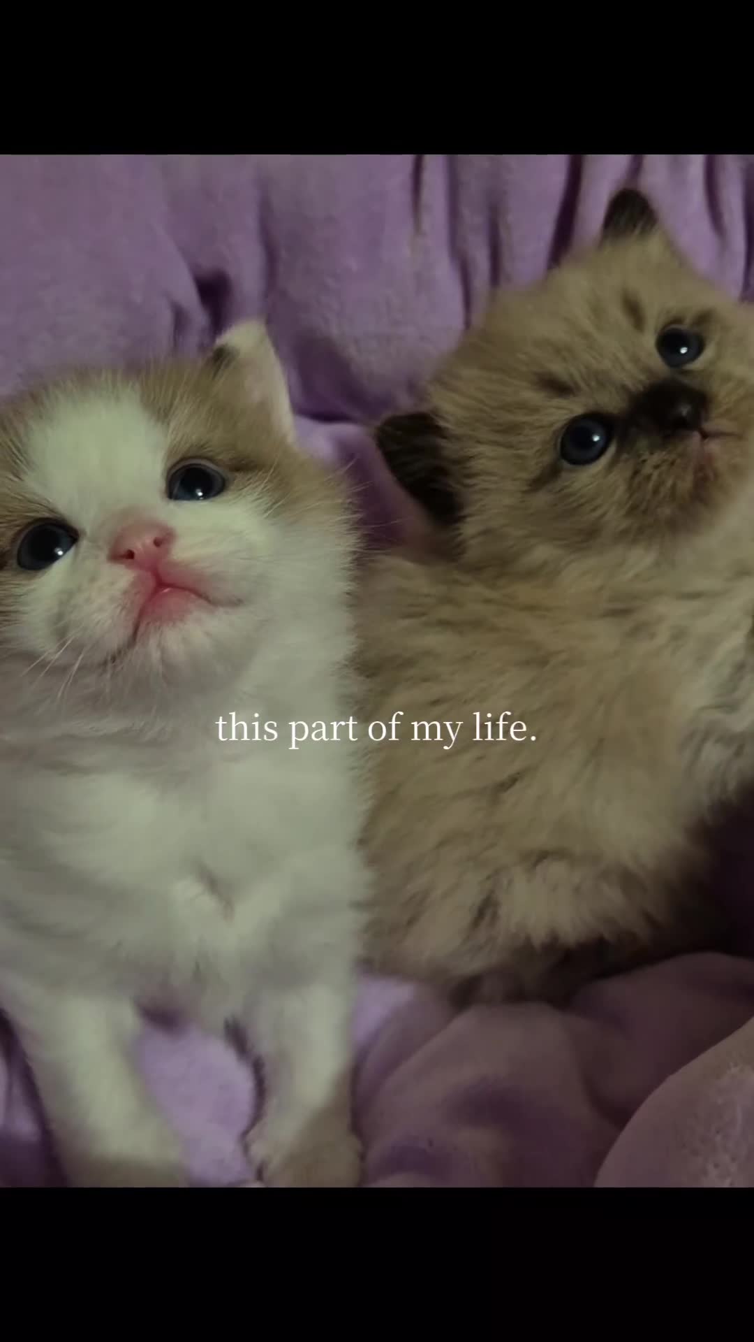 Ragdoll cats for sale: Our beautiful boys 🥹🐾🫶 - Video 1