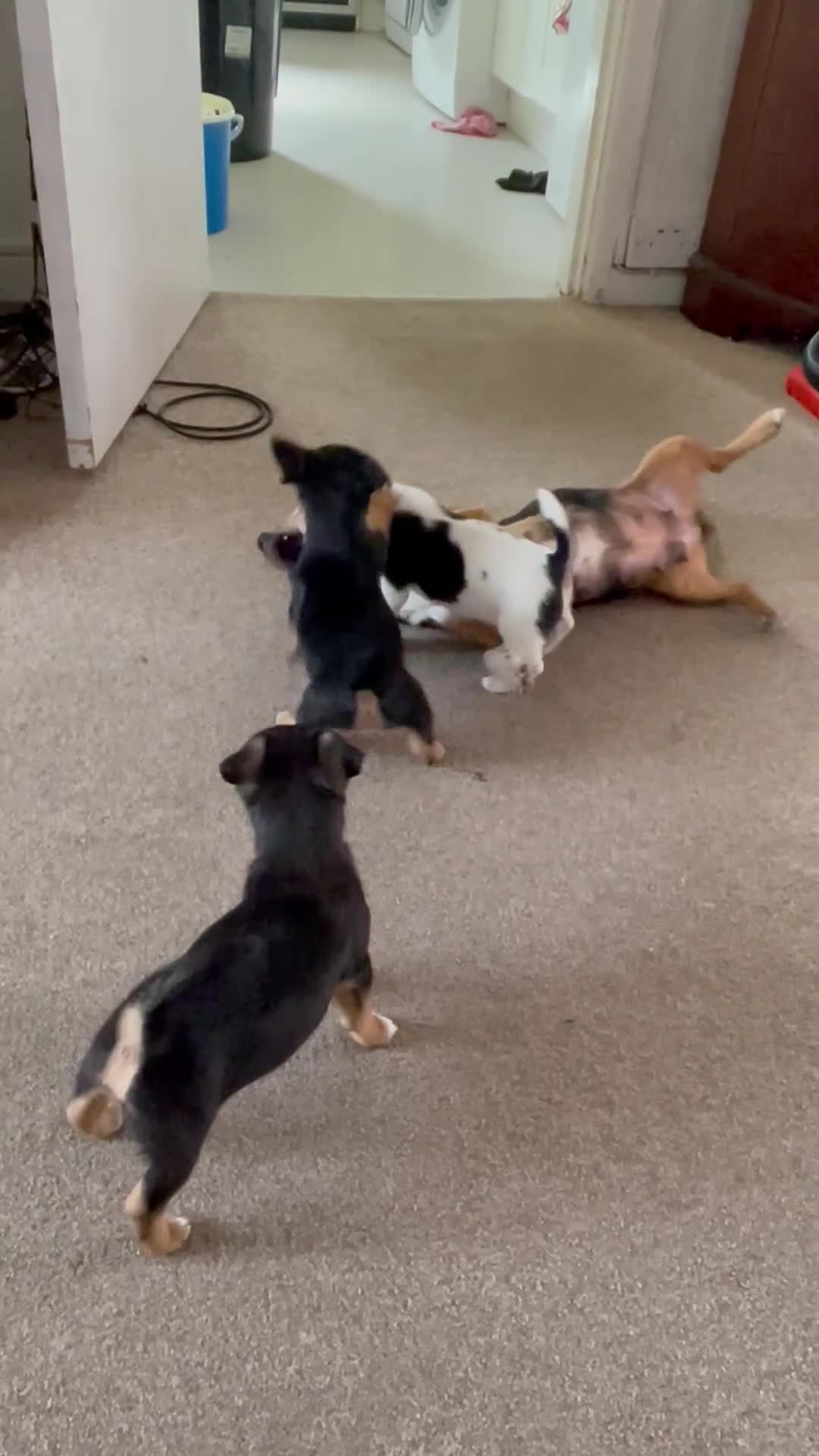 Jack Russell dogs for sale: Jack Russell  in Dorchester - Video 1