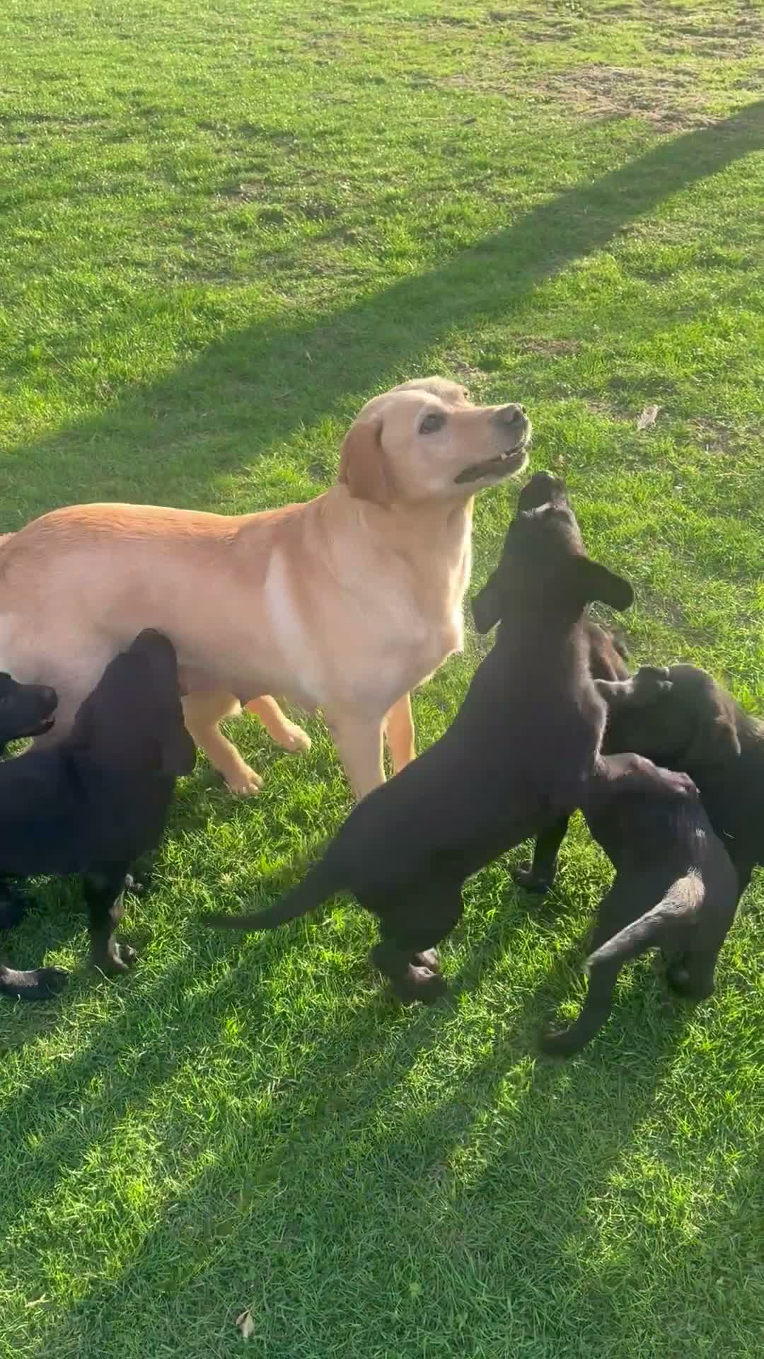 Labrador Retriever dogs for sale: 6 beautiful KC reg  Labrador retriever puppies  - Video 1