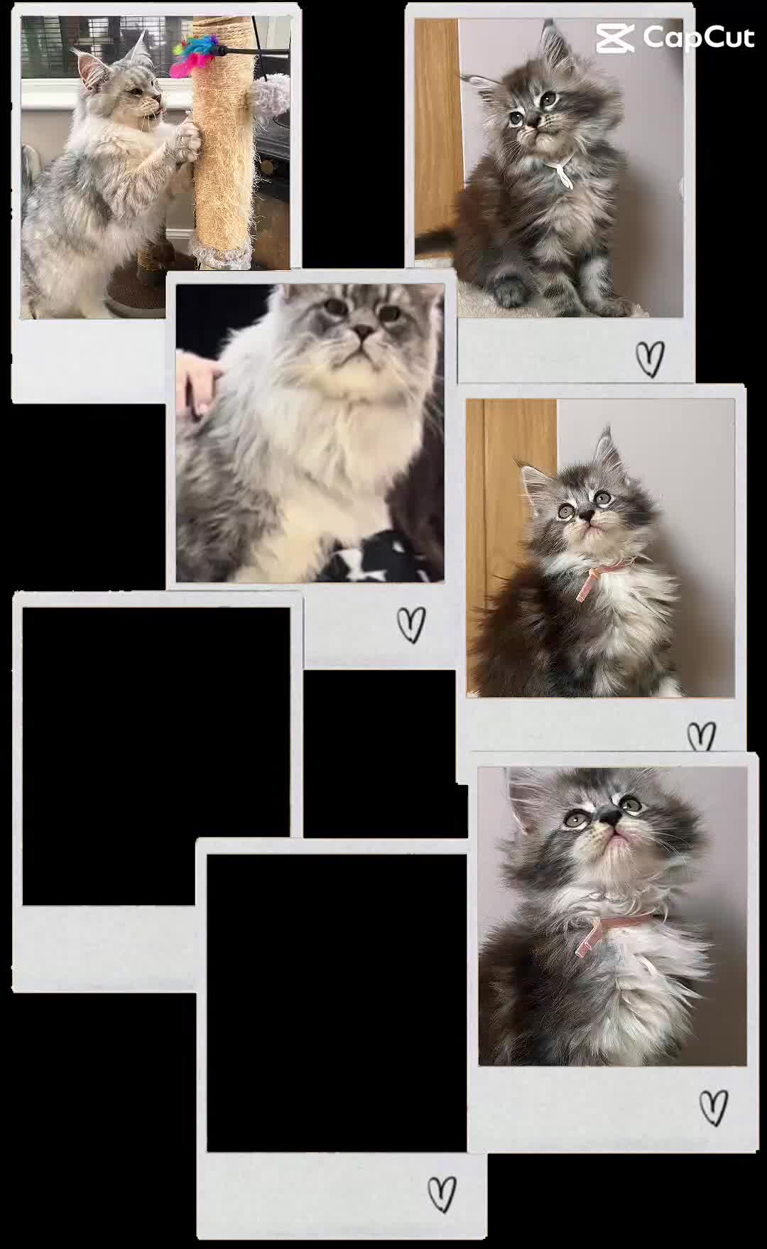 Maine Coon cats for stud: TICA champion and ICWW Maine Coon stud available  in Brighouse - Video 3