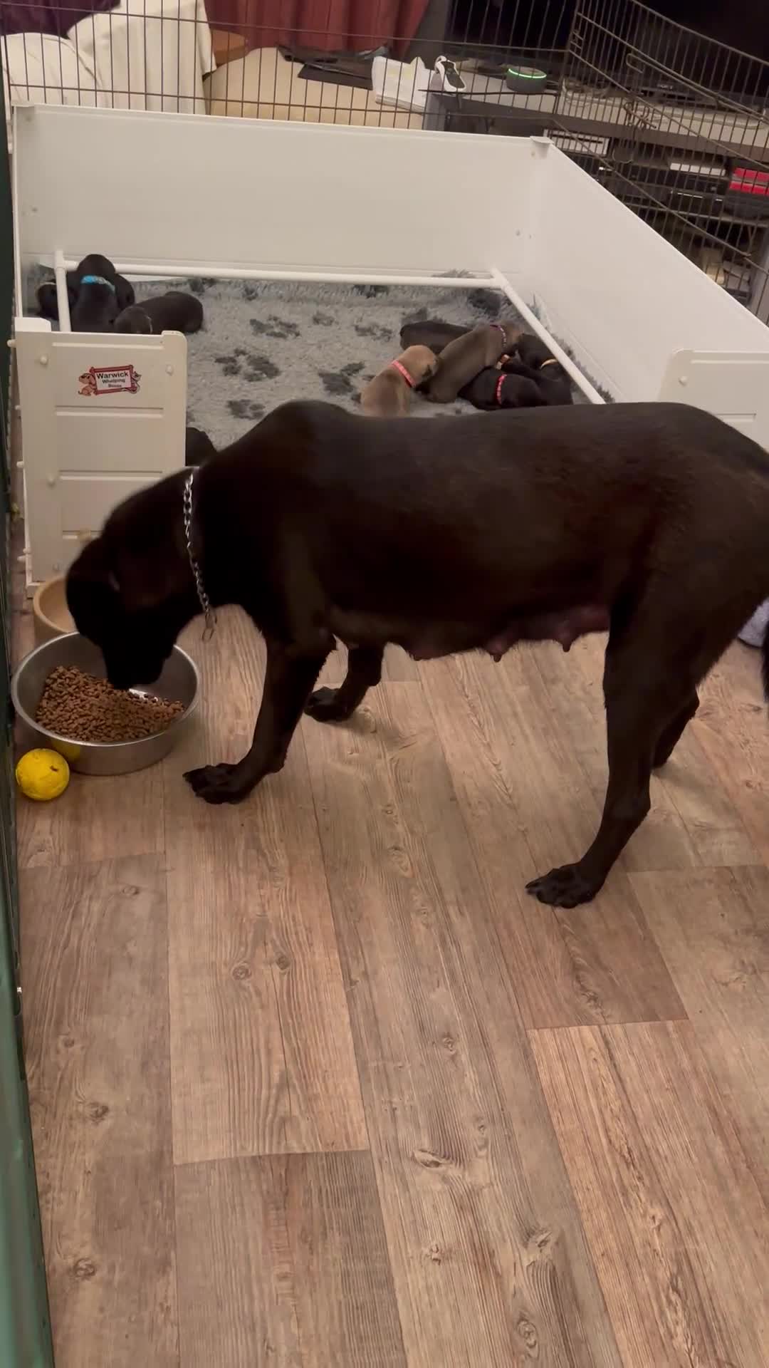 Mixed Breed dogs for sale: Belgian Malinois X Lurcher - Video 3