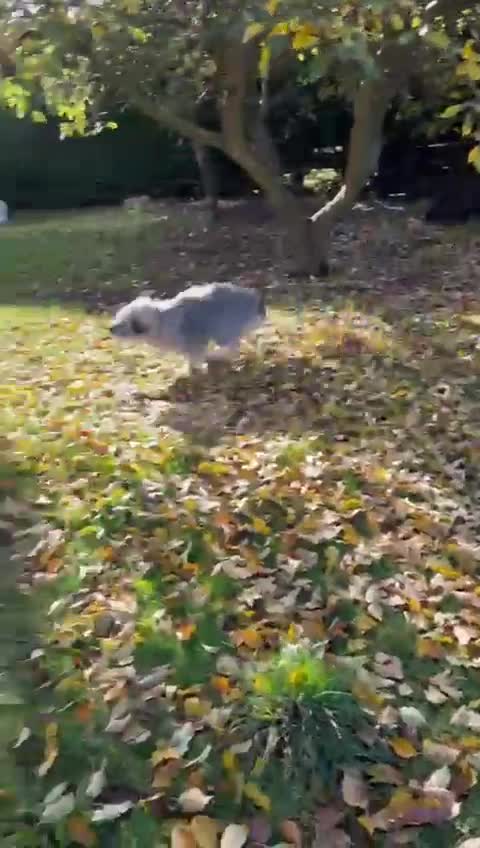 Mixed Breed dogs for adoption: Alexa 🩷 - Video 1