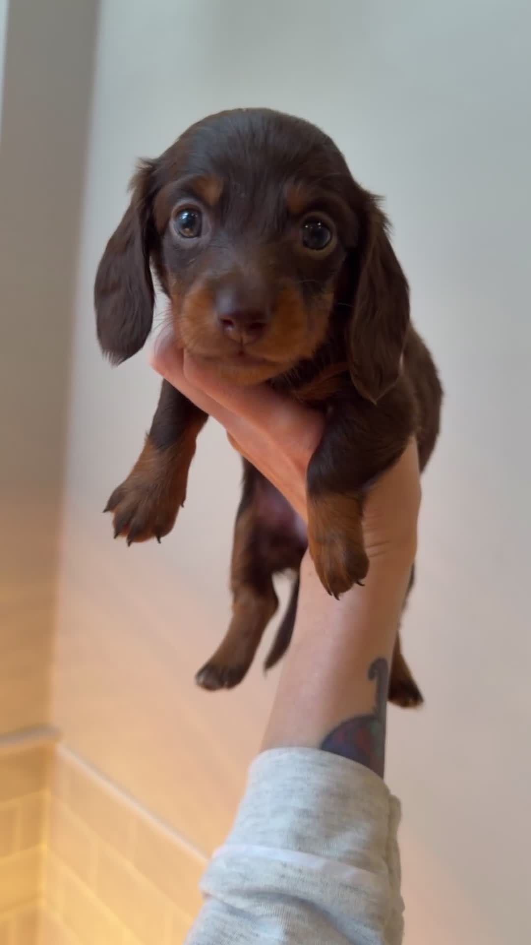 Miniature Dachshund dogs for sale:  Chocolate long hair dapples  - Video 1
