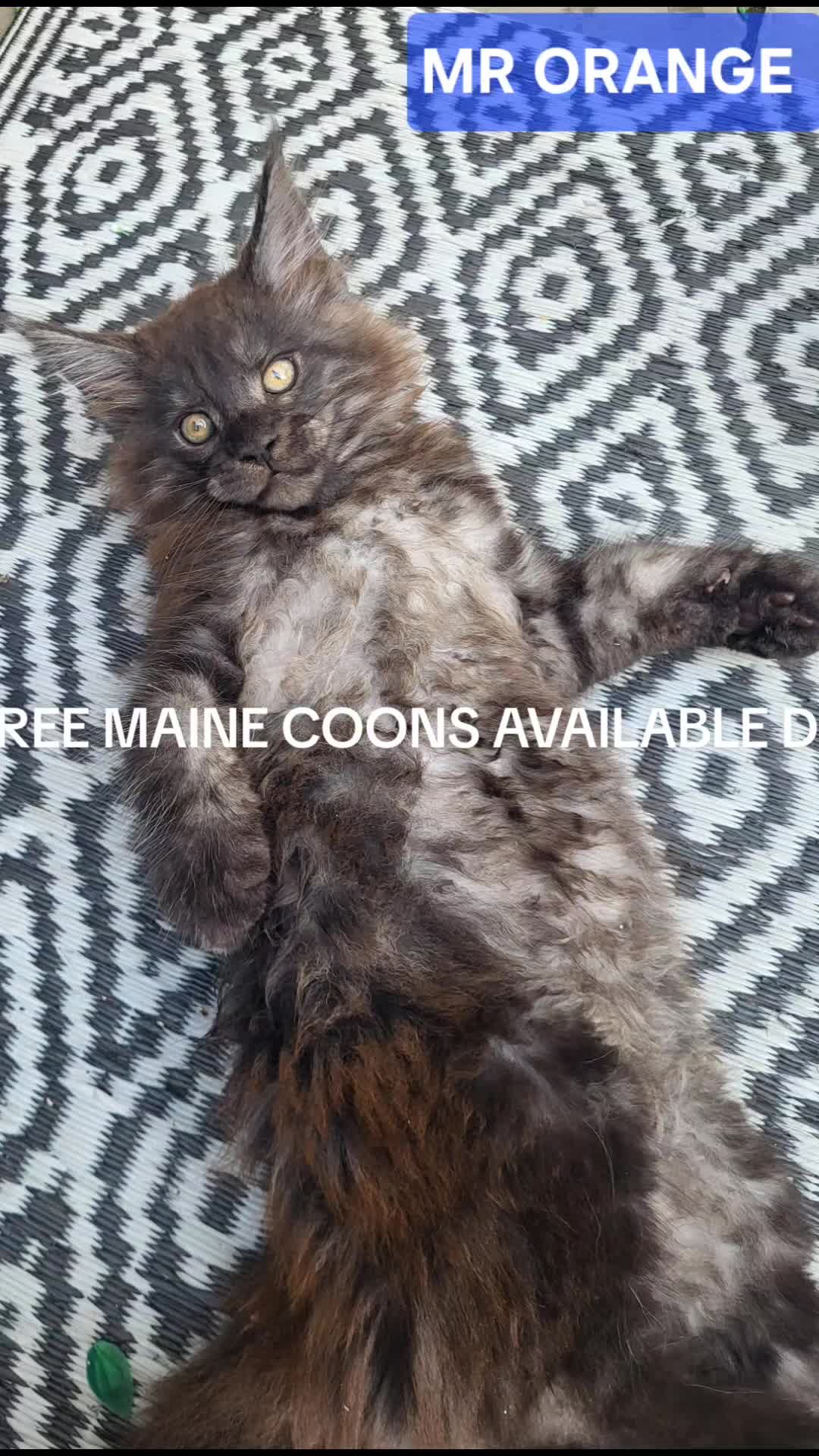 Maine Coon cats for sale: 3 Beautiful Maine coons  - Video 5