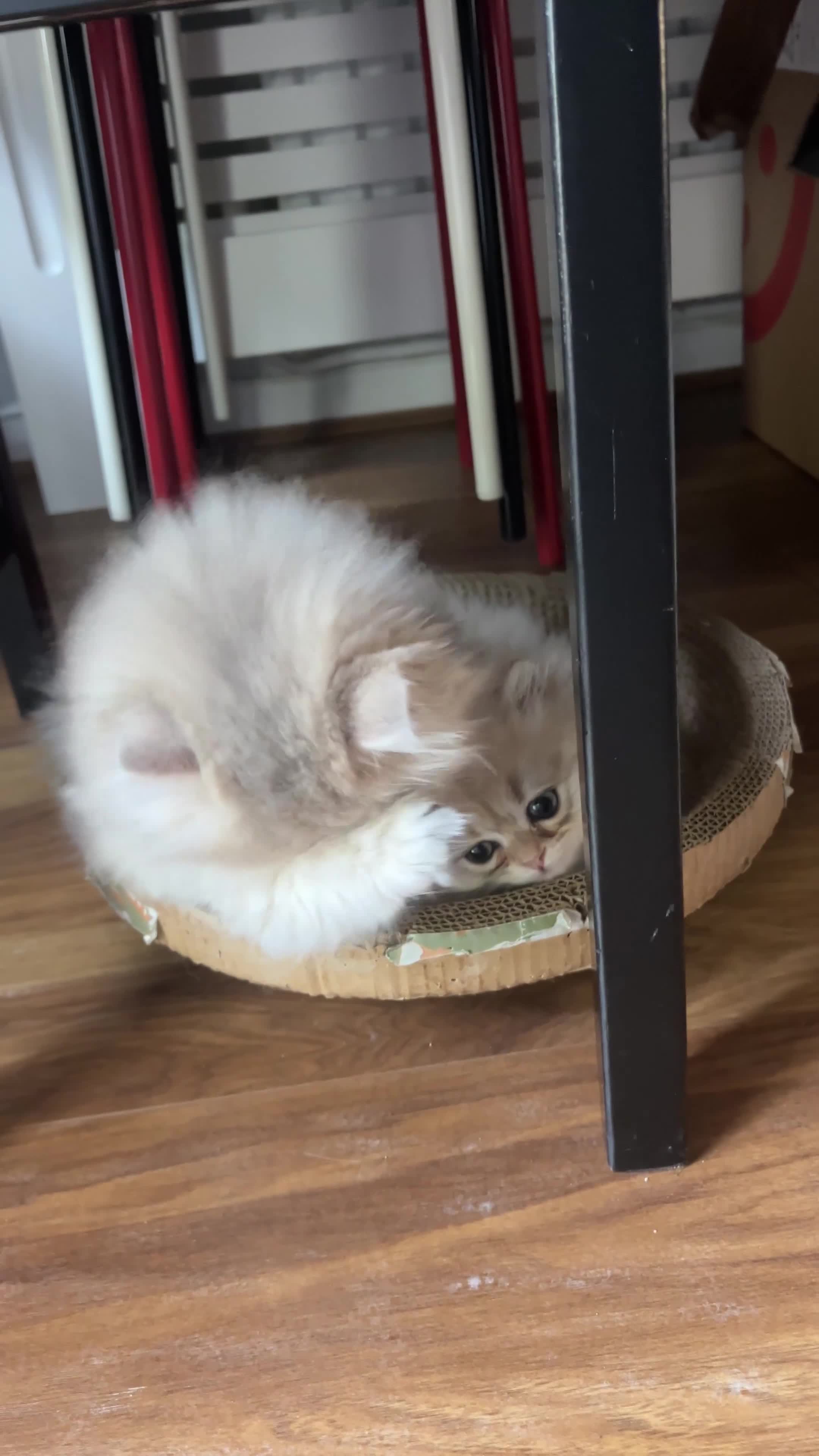 British Shorthair cats for sale: Purrista BSH kittens - Video 1