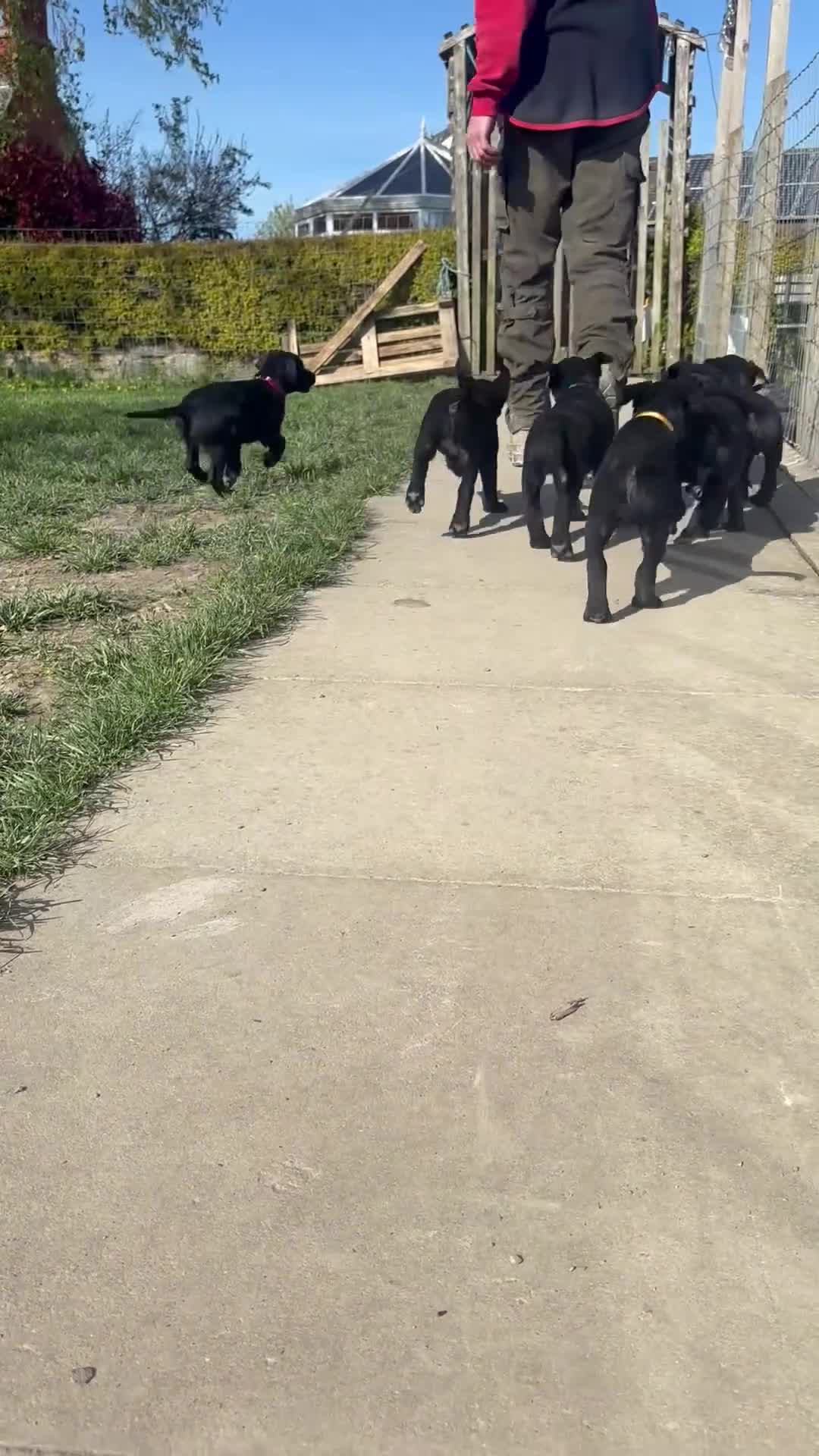 Springador dogs for sale: F1 Springador Puppies - Video 2