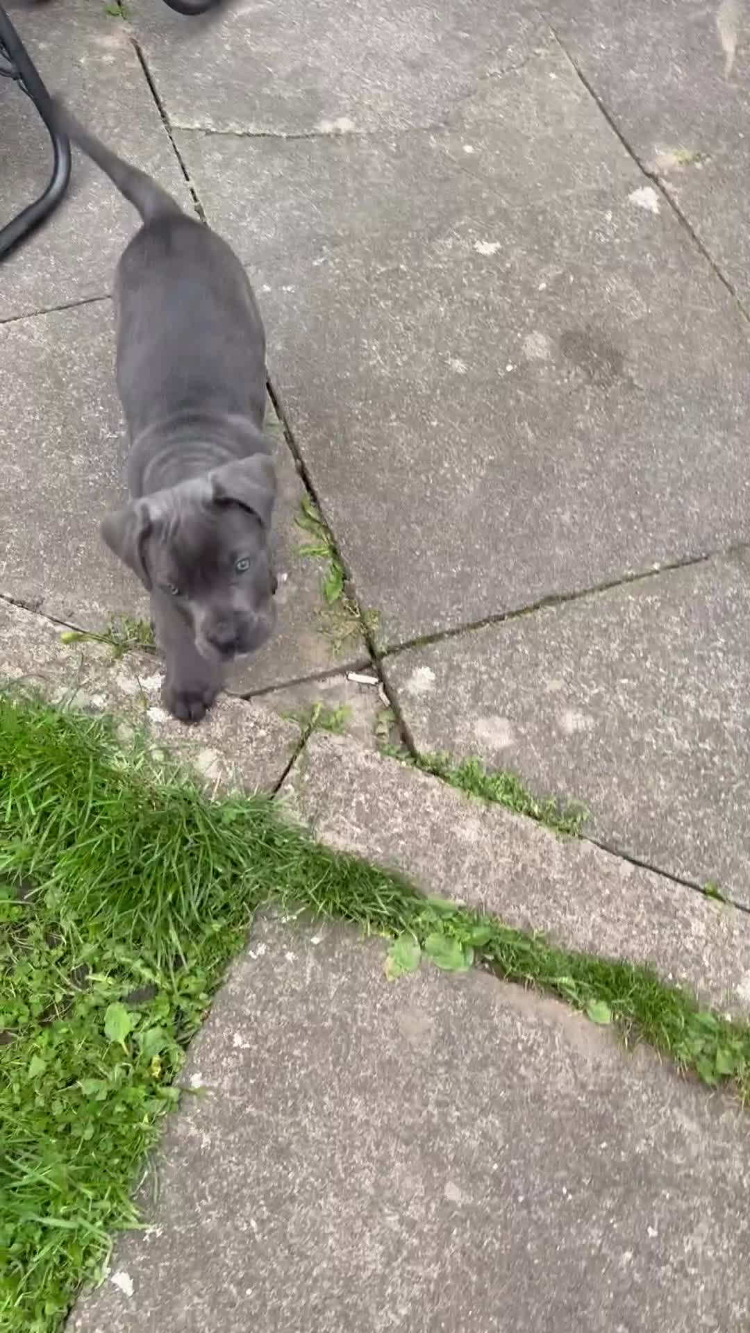 Cane Corso dogs for sale: 1 full blue female cane corso 9wks ready now - Video 1
