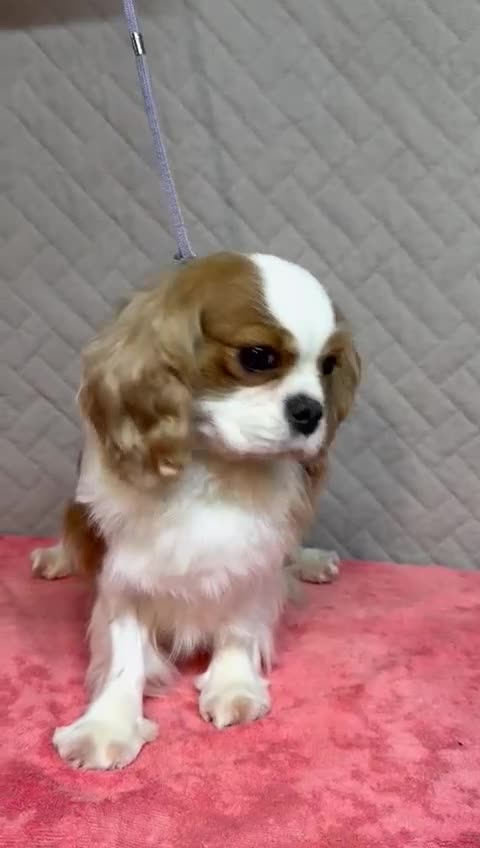 Cavalier King Charles Spaniel dogs for adoption: Lady’s Miracle: From Misery to Love - Video 2