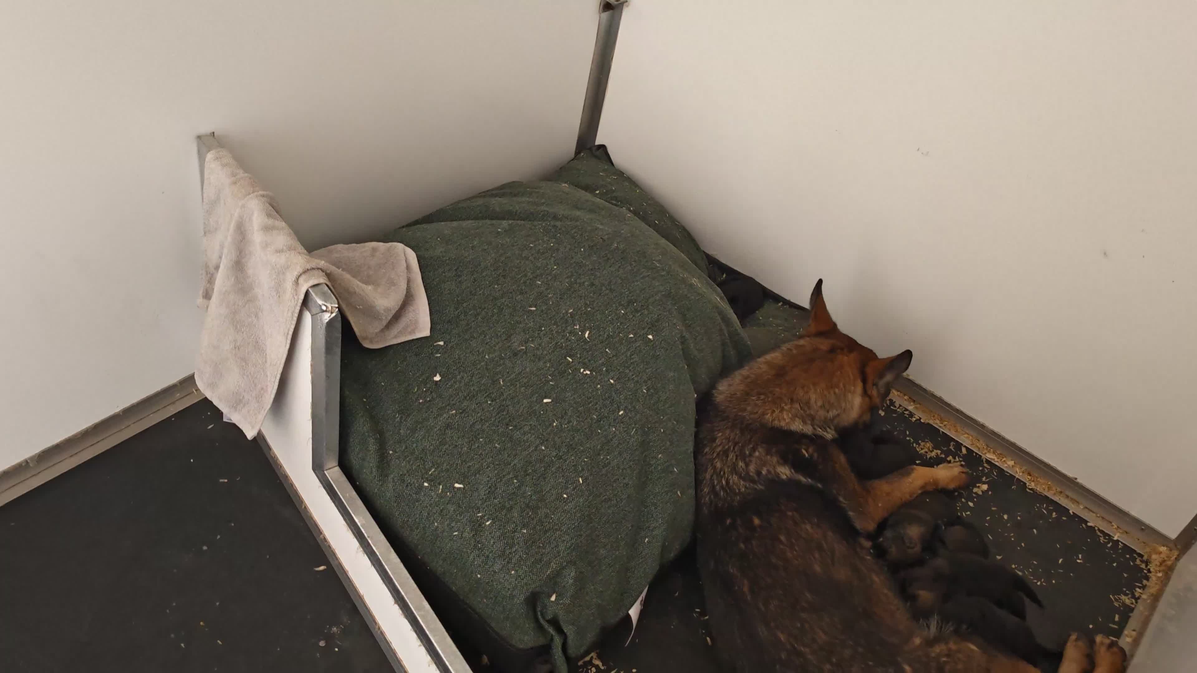 German Shepherd dogs for sale: German shepherd by Vom Geolupa Kennels  - Video 2