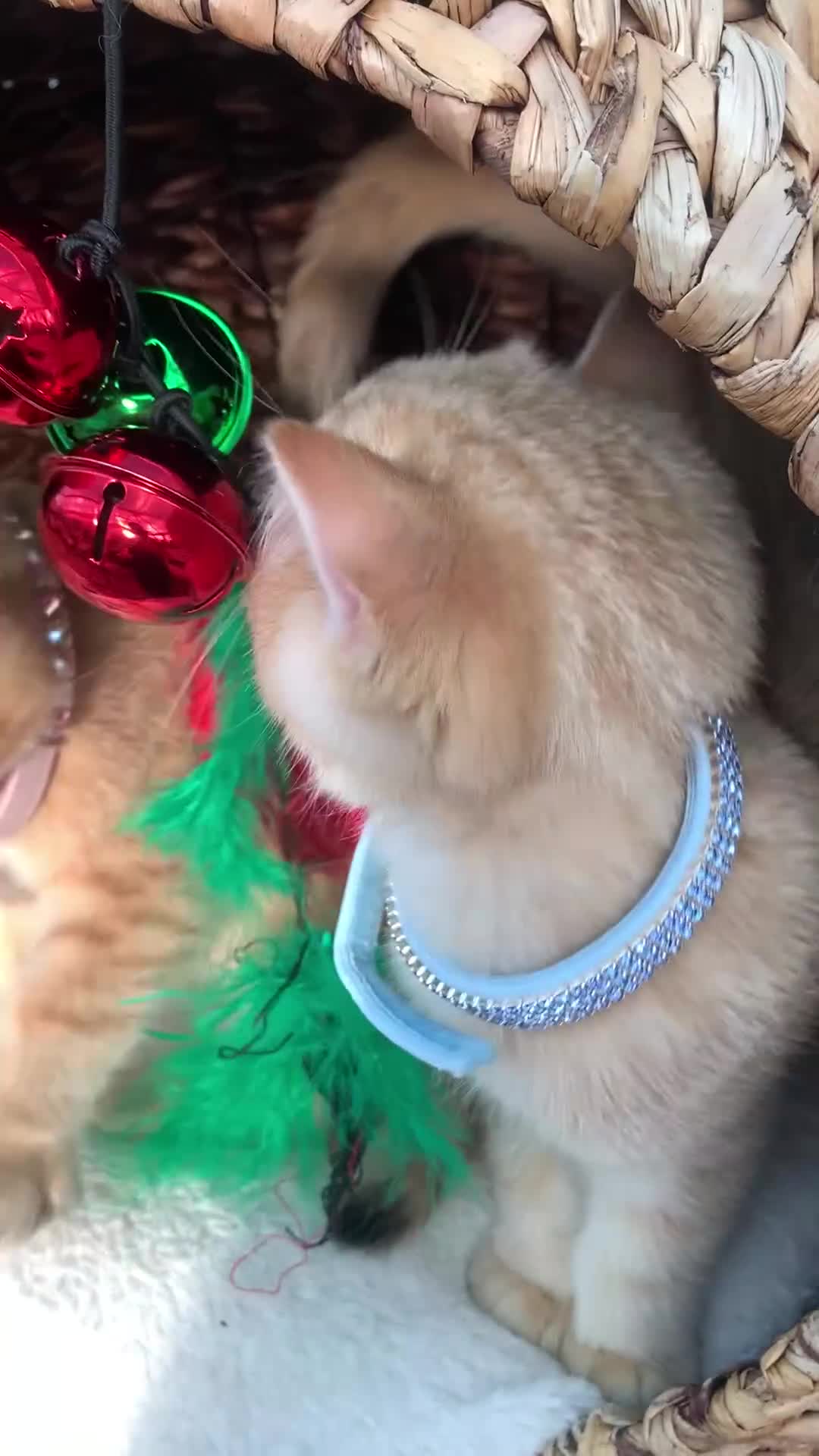 British Shorthair cats for sale:  GCCF champion lines Ny12  Bsh golden chinchilla  - Video 2