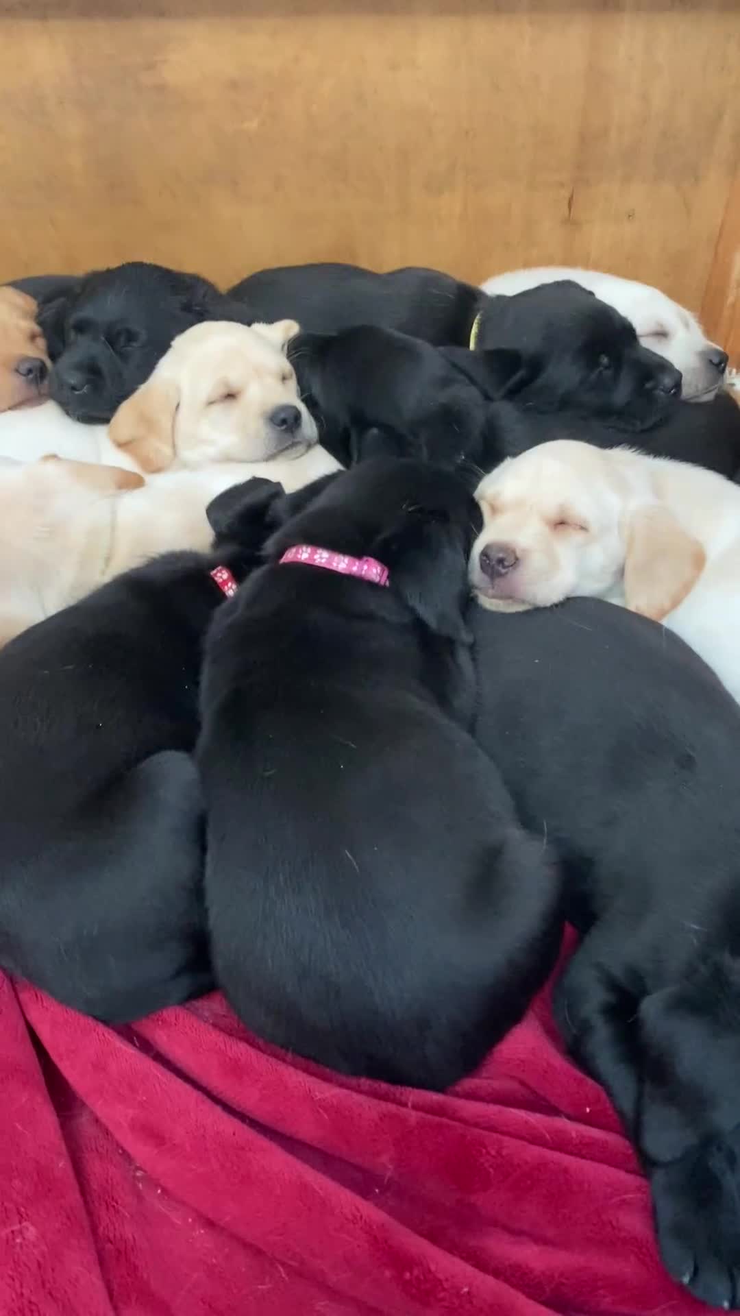 Labrador Retriever dogs for sale: Stunning Labrador Puppies - Video 4