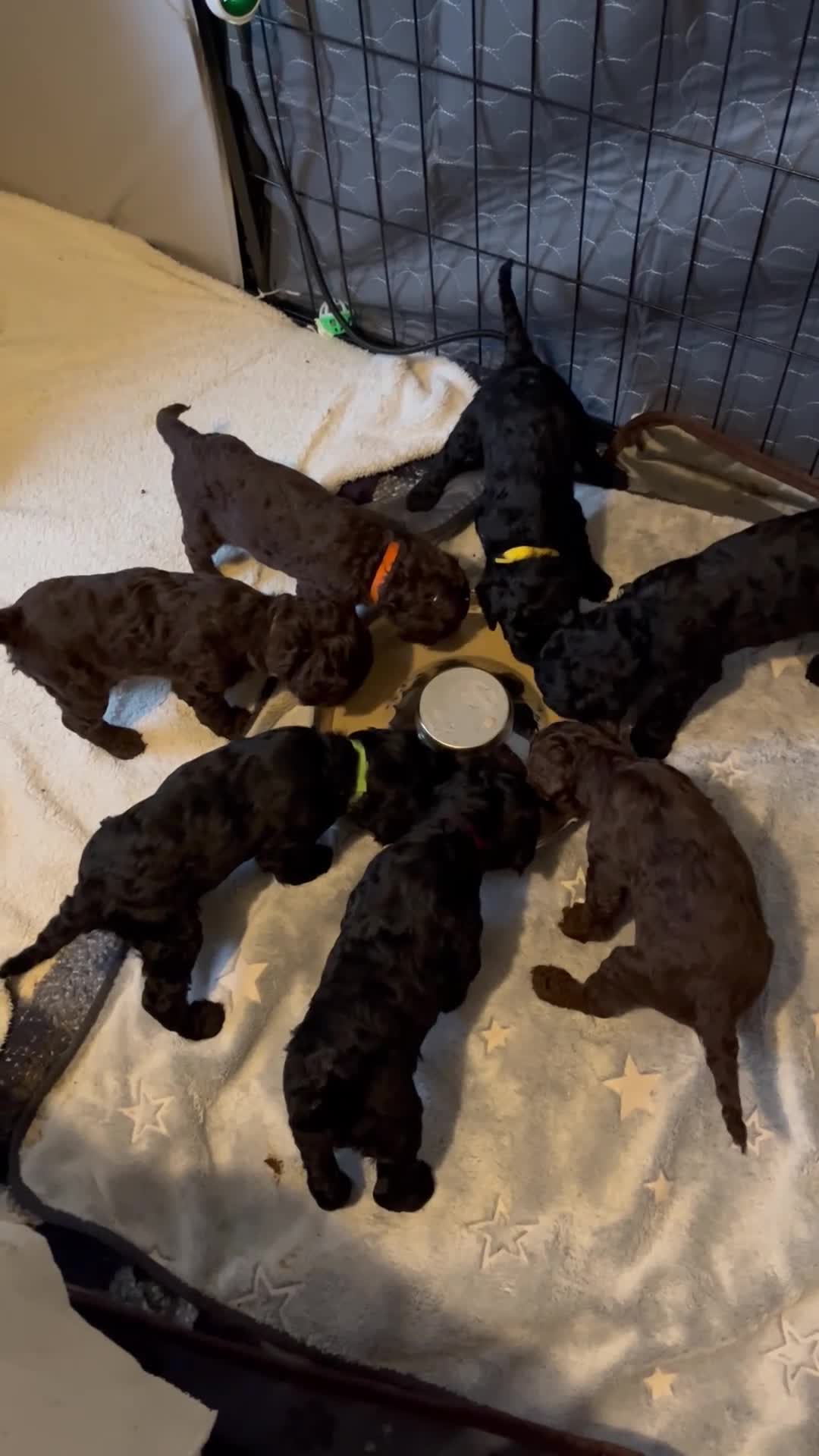 Standard Poodle dogs for sale: Standard Poodle Black male  - Video 1