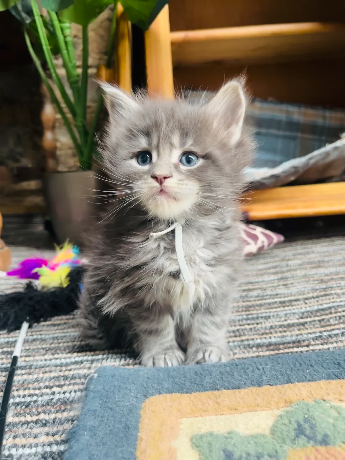 Maine Coon cats for sale: Stunning pedigree Maine coon kittens TICA  - Video 2