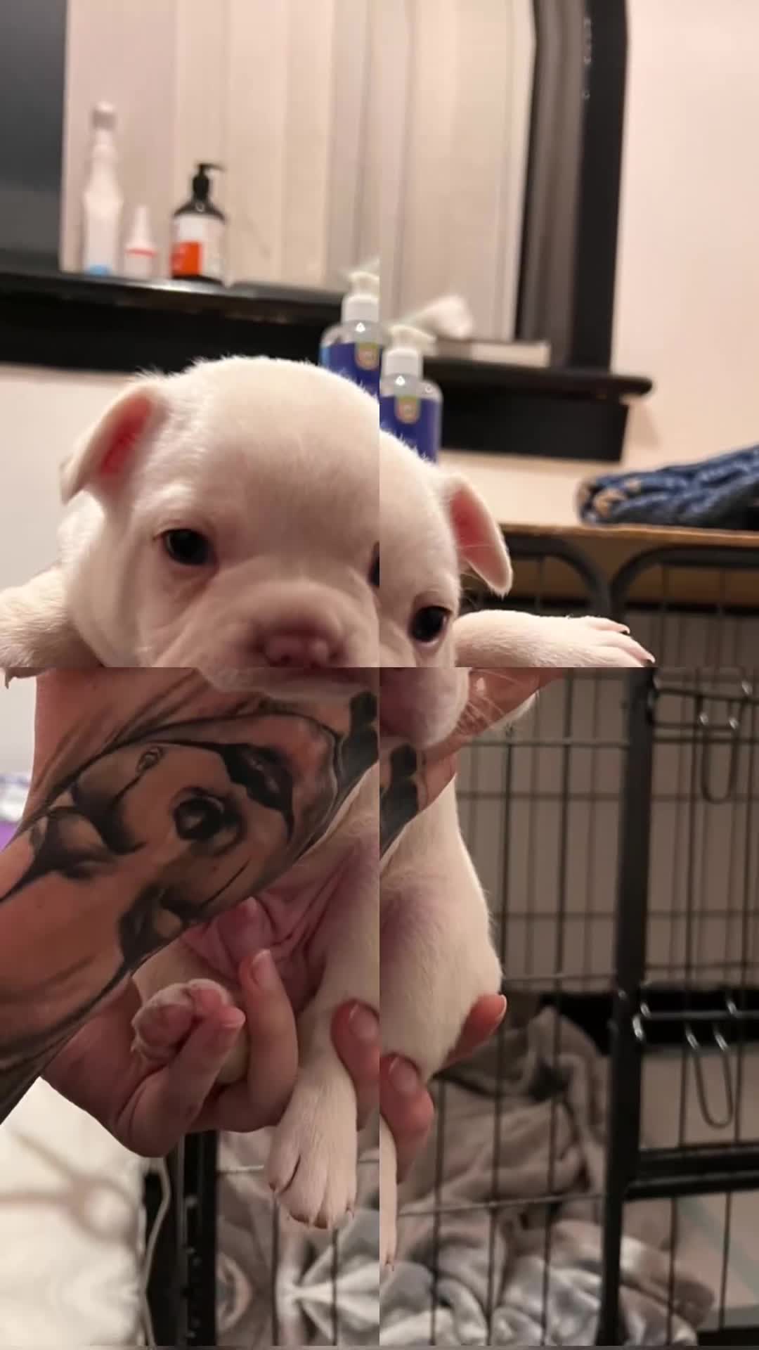 French Bulldog dogs for sale: 11- week old - Last pup left 🐾 ❤️  - Video 2