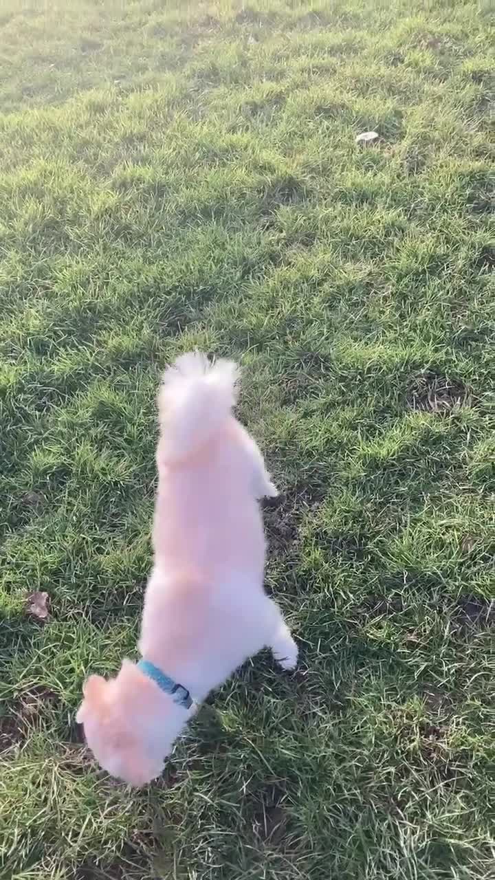 Mixed Breed dogs for adoption: MURPHY - 4.5 years old, Male, Terrier Mix in Northampton - Video 1