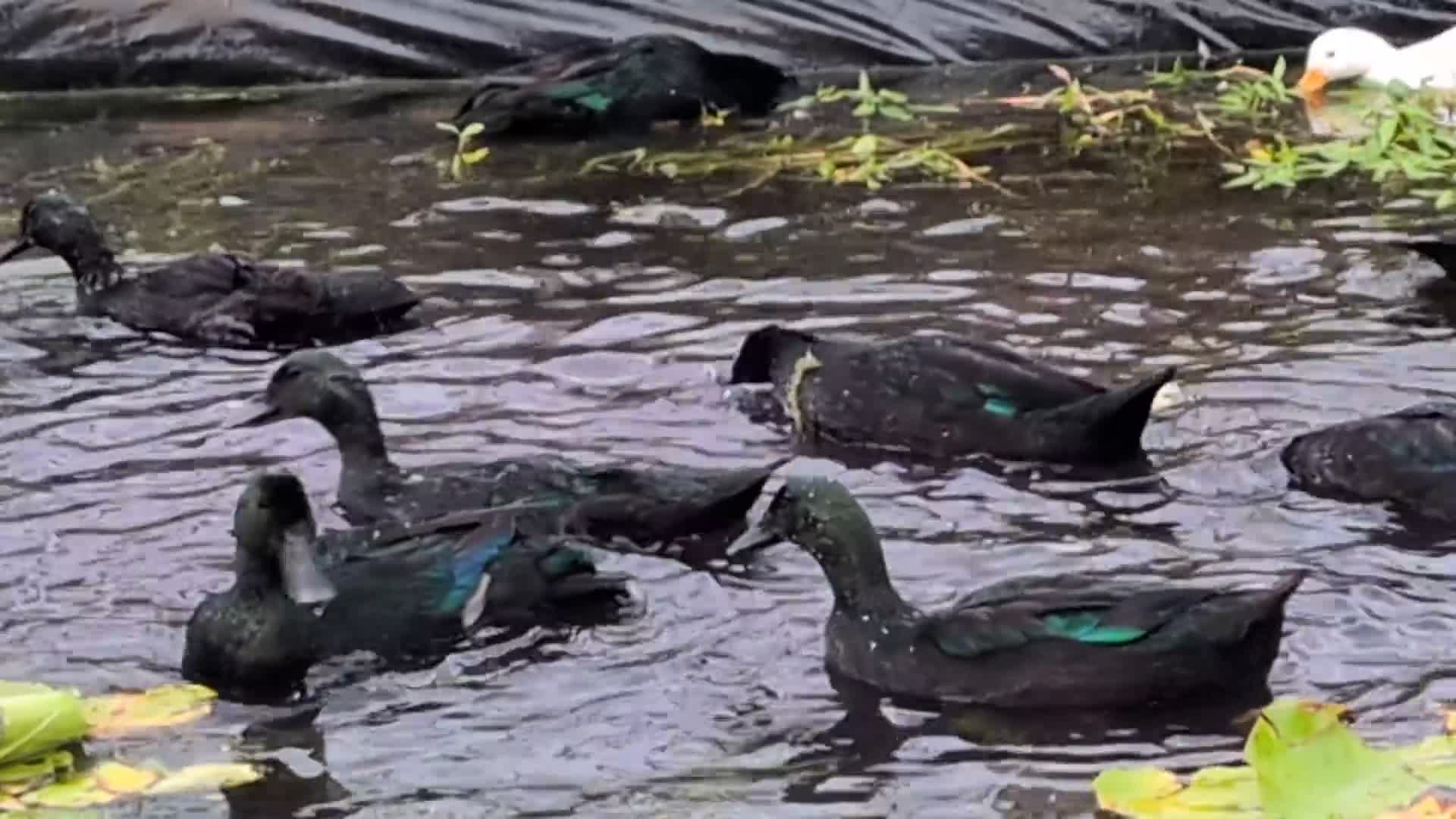 Ducks poultry for sale: Beautiful Cayuga ducks available  - Video 1