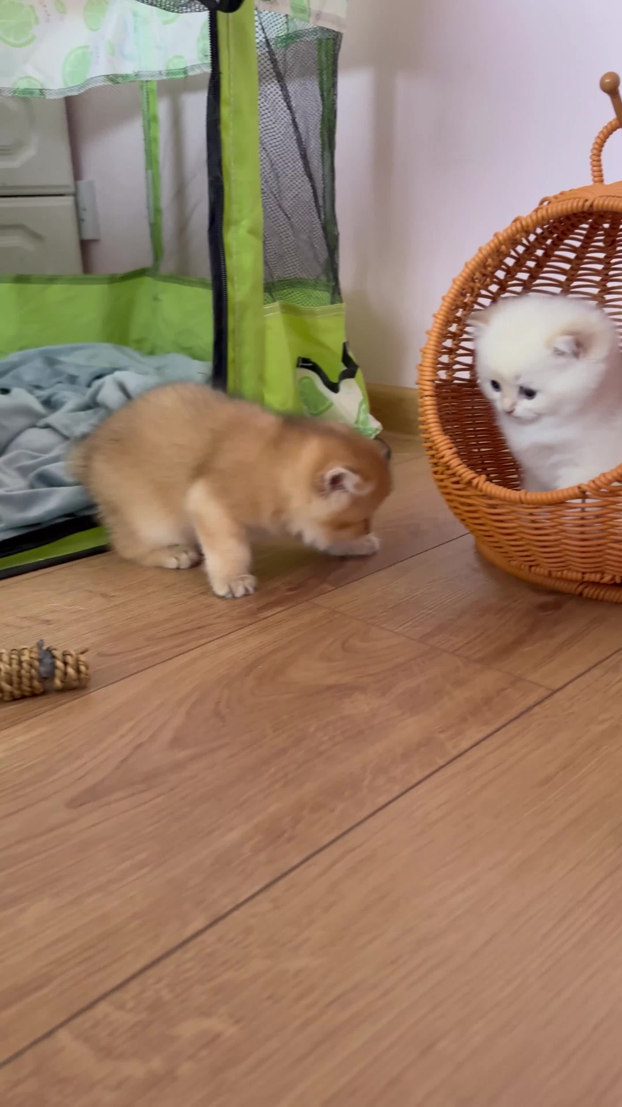 British Shorthair cats for sale: 🌟 Golden kittens. Fluffy happiness for you 🌟 - Video 3