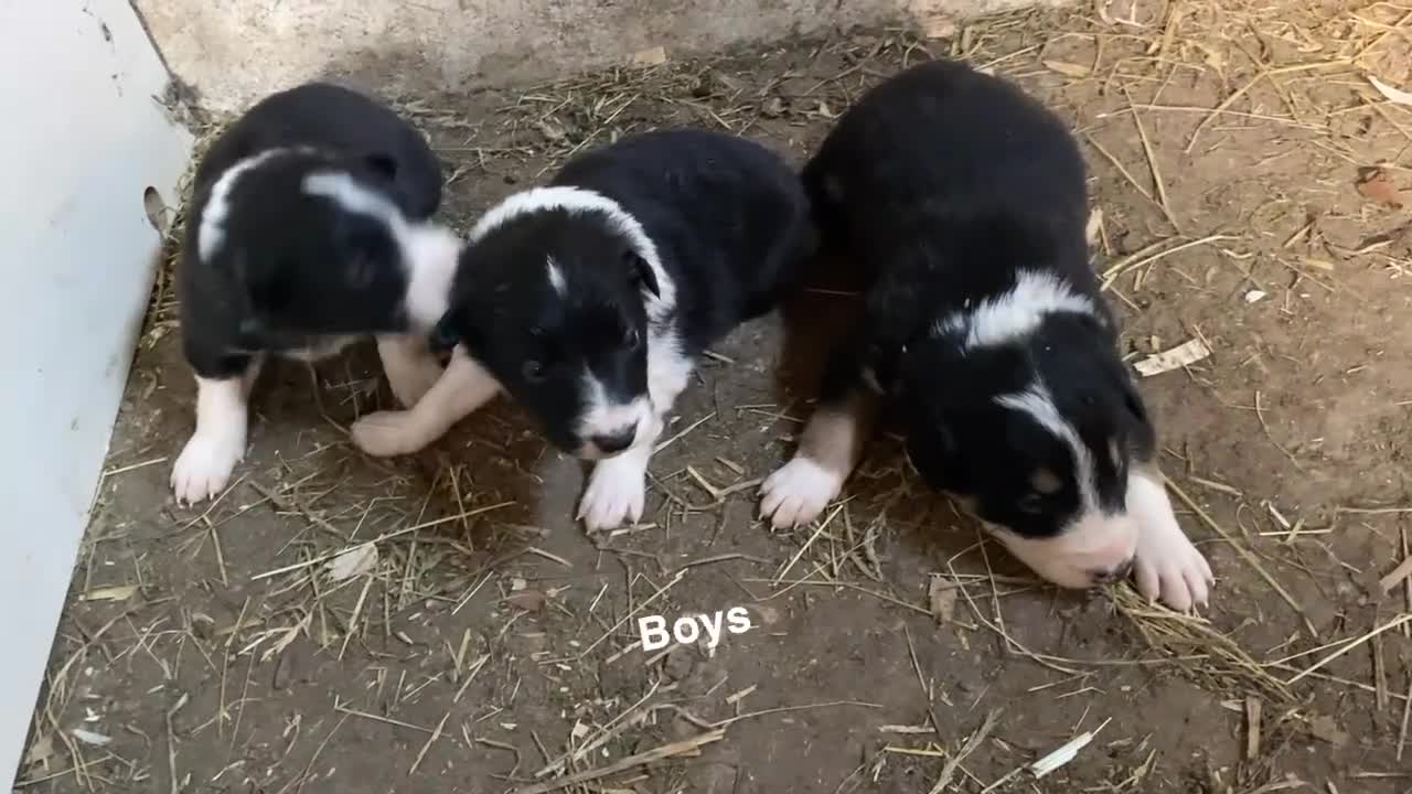 Border Collie dogs for sale: Lovely Border Collie puppies - Video 1