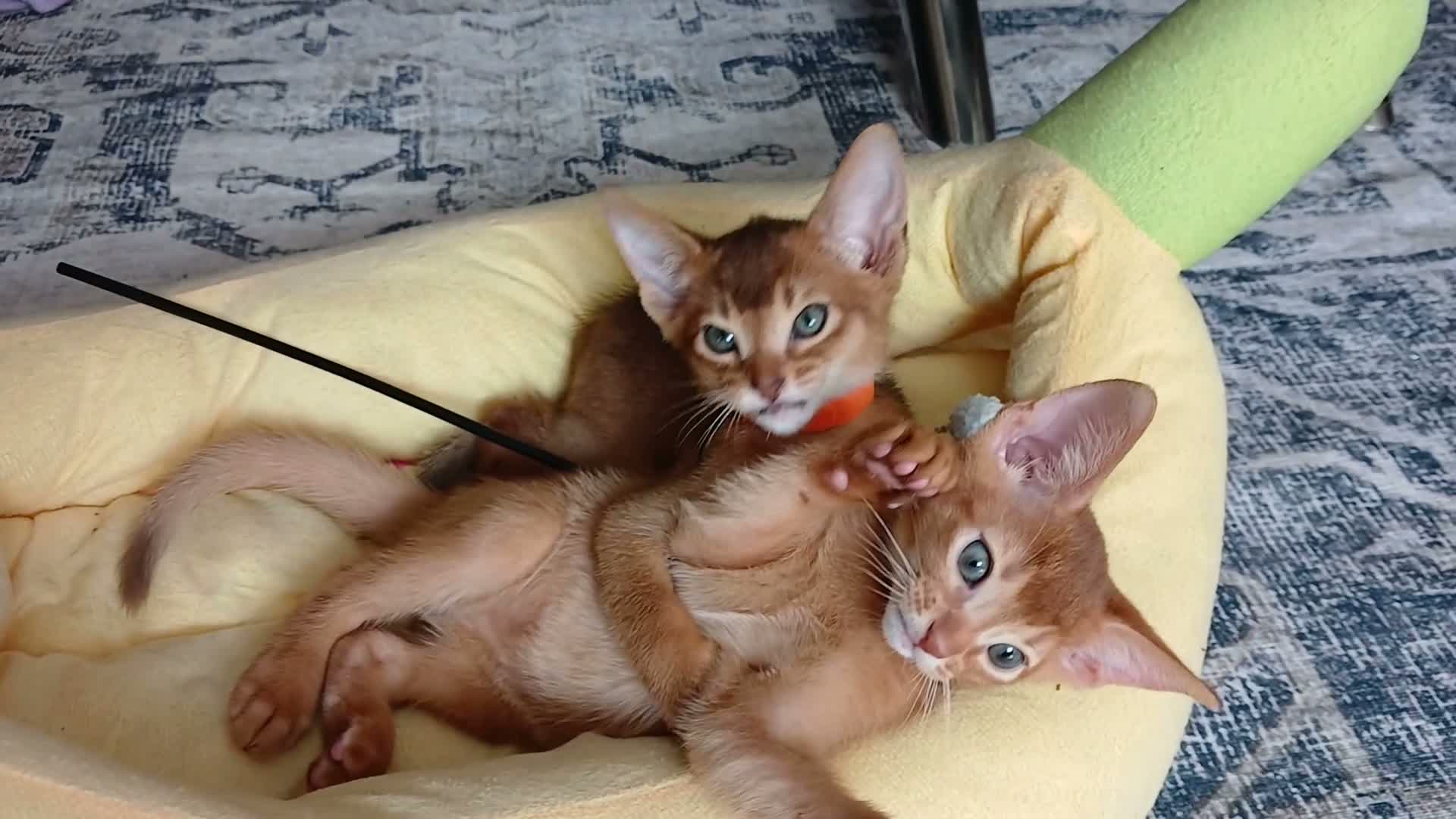 Abyssinian cats for sale: Abyssinian kittens for sale - Video 2
