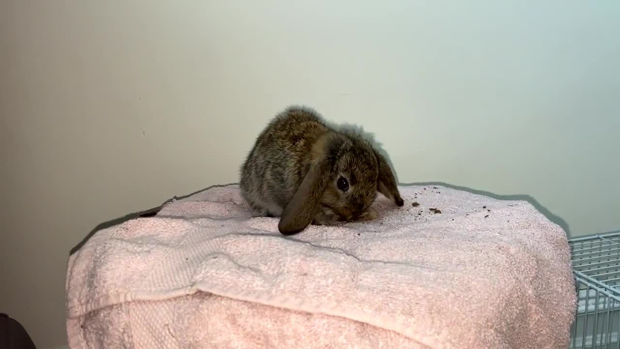 Mini Lop rabbits for sale: Mixed litter of mini lop babies for sale  - Video 5