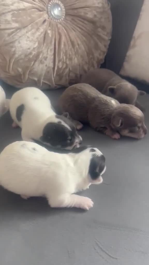 Chihuahua dogs for sale: gorj chihuahua pups ready for 🏡 - Video 1