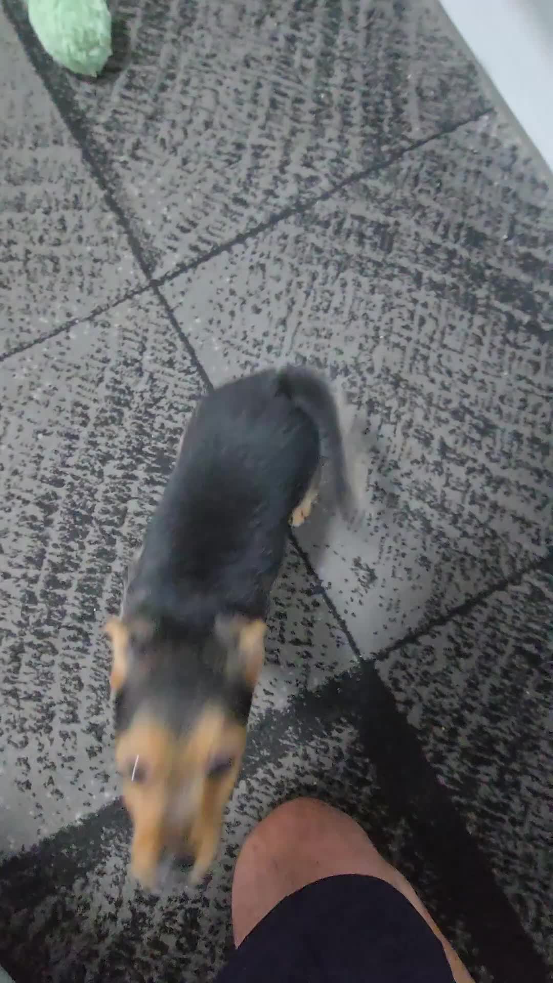 Mixed Breed dogs for sale: Jack Russell terrier  - Video 4