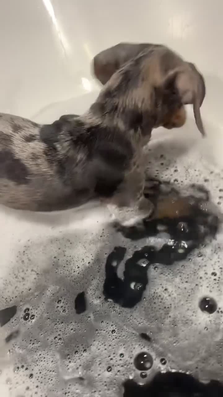 Miniature Dachshund dogs for sale: KC registered 1 year old male Miniature Dachshund  - Video 1