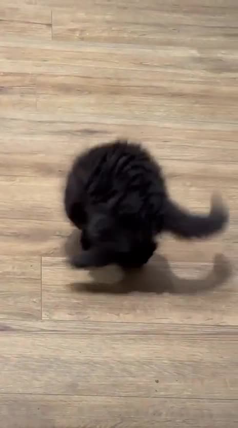 British Longhair cats for sale: Kittens looking for a new home  - Video 1