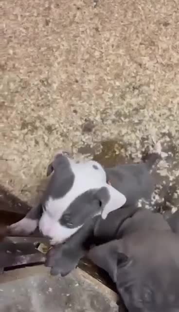 Staffordshire Bull Terrier dogs for sale:  ❤️ Beautiful Staffordshire puppies 🐶 - Video 4