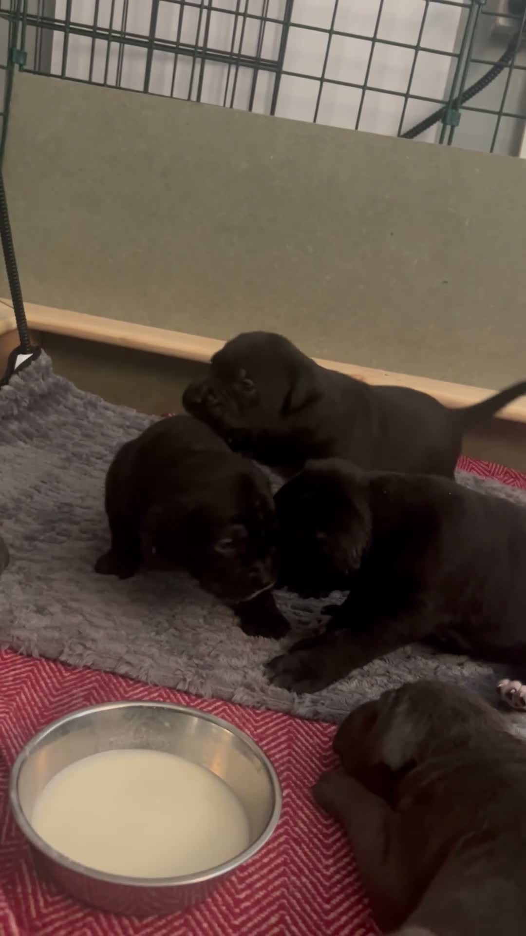 Cane Corso dogs for sale: Beautiful Cane corso for sell  - Video 3