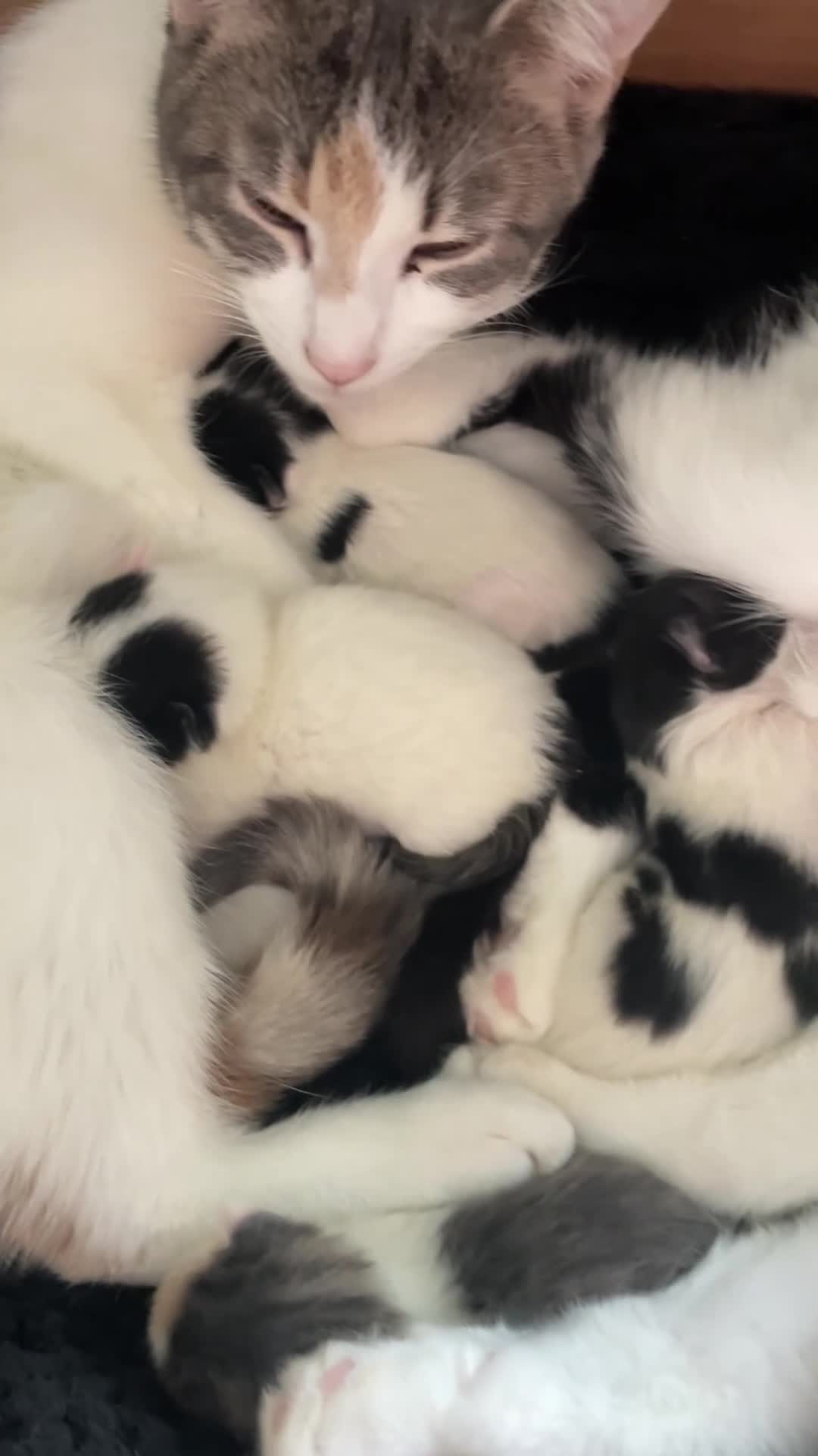 Domestic Shorthair cats for sale: 7 kittens for sale - Video 1