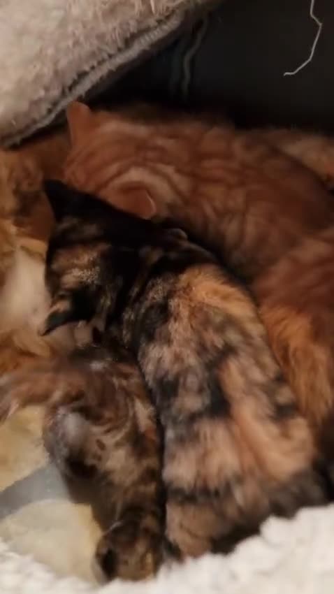 Mixed Breed cats for sale: Cute Ginger Boy ! - Video 1