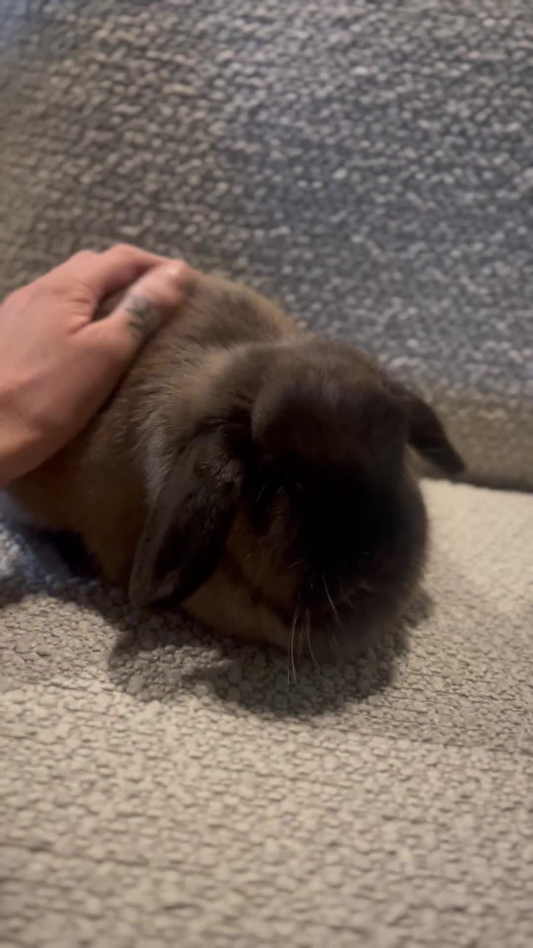 Mini Lop rabbits for sale: Pet home wanted beautiful Siamese sable doe - Video 1