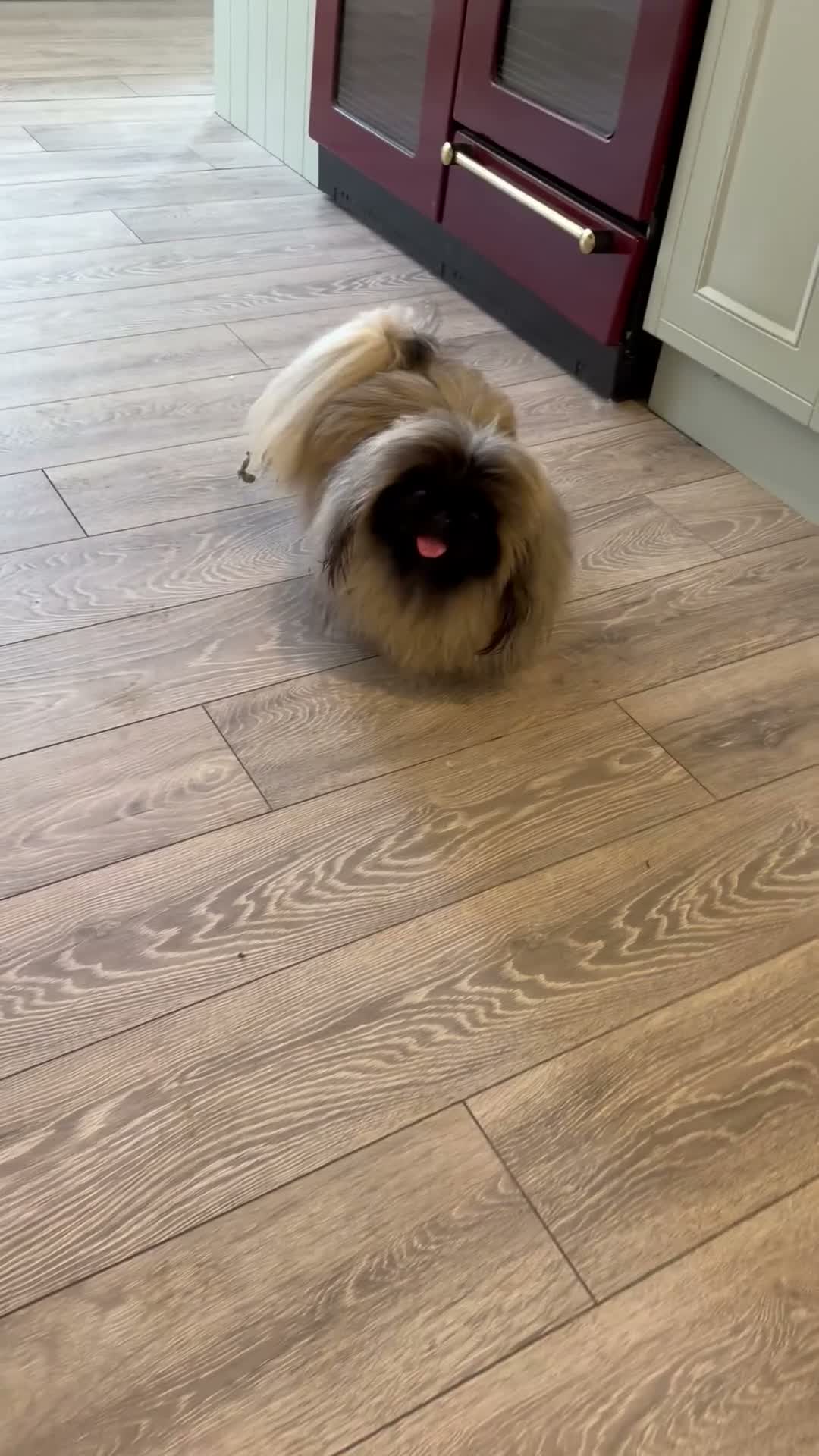 Pekingese dogs for stud: Kc Pekingnese male for stud only  - Video 1