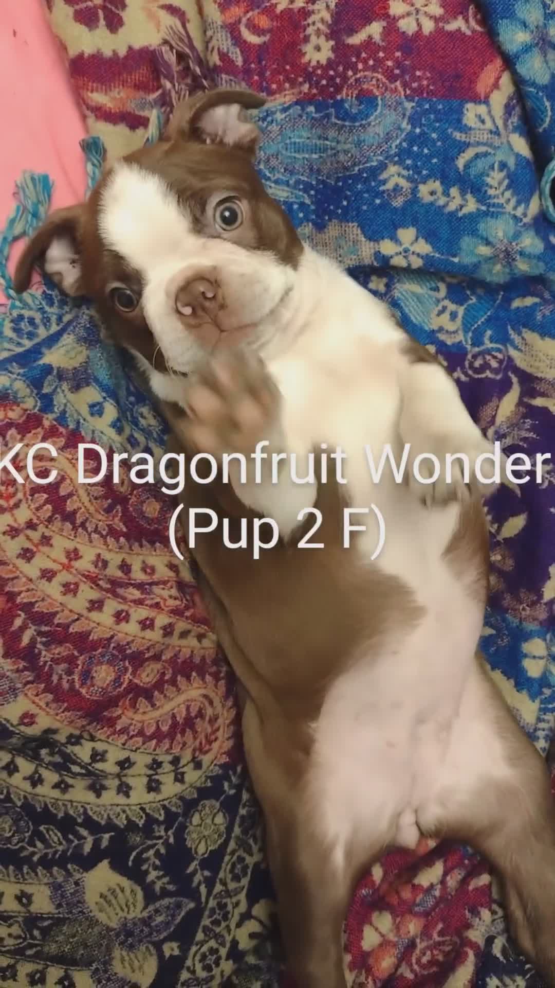 Boston Terrier dogs for sale: Three adorable KC Boston Terrier puppies - Video 1