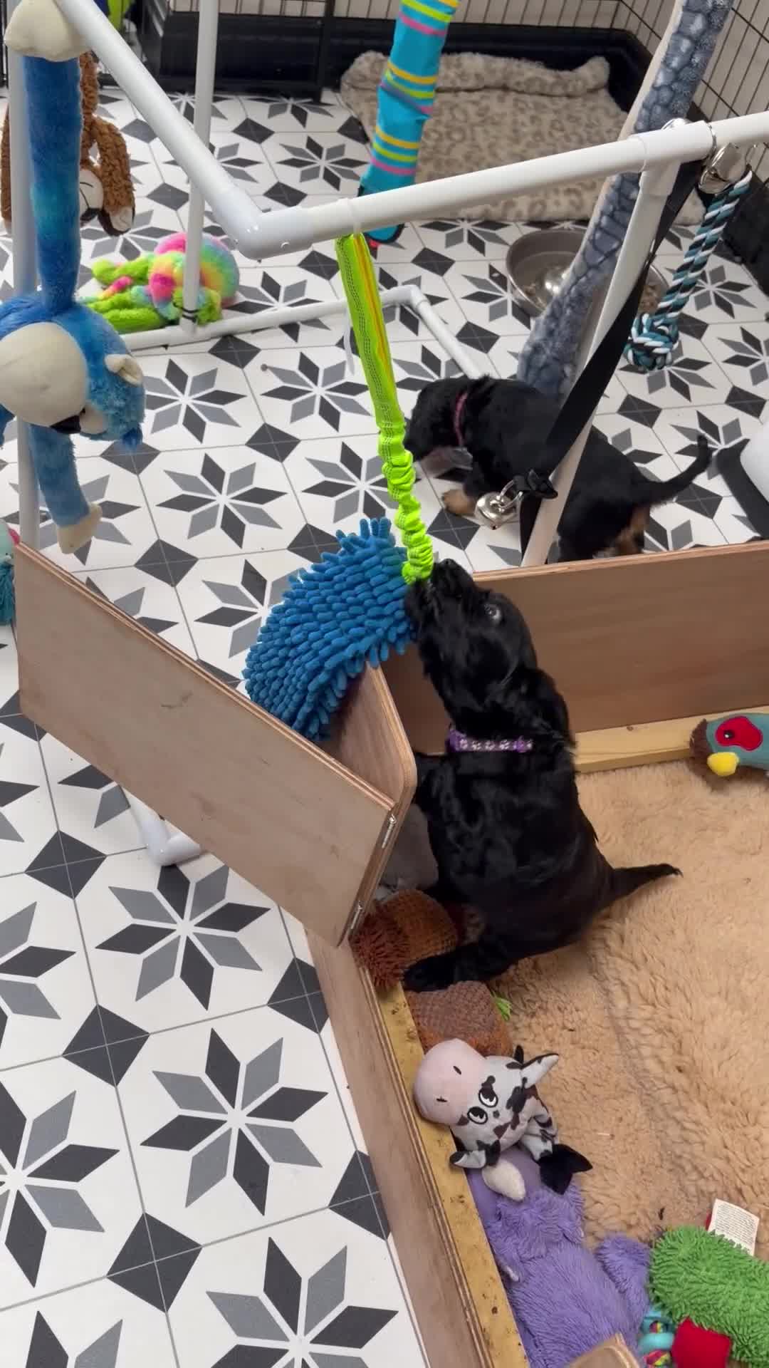 Cocker Spaniel dogs for sale: 💚 FULLY VACCINATED & READY NOW 💚 - Video 4