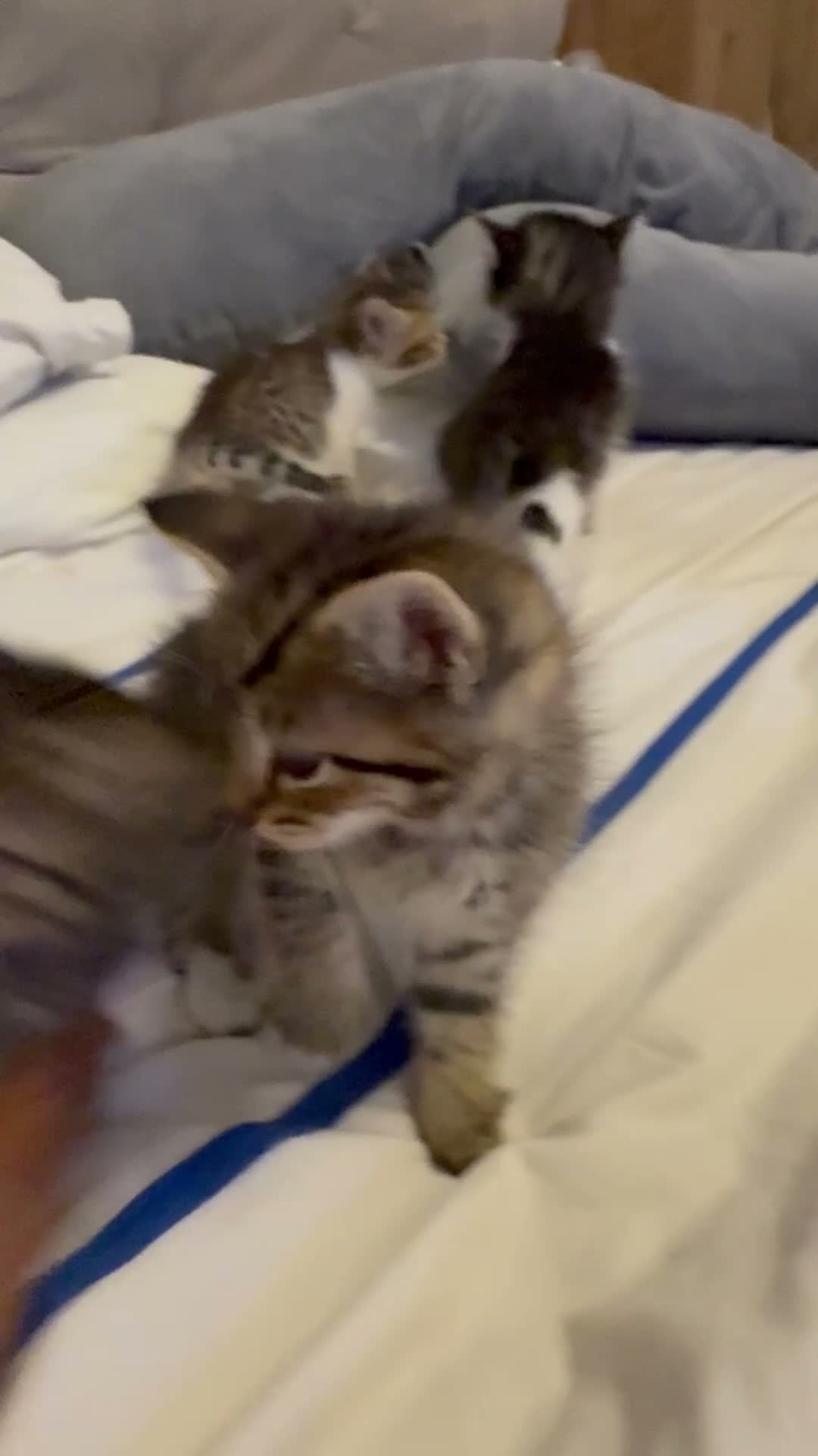 Siberian cats for sale: Beautiful Siberian Cross Kittens  - Video 1