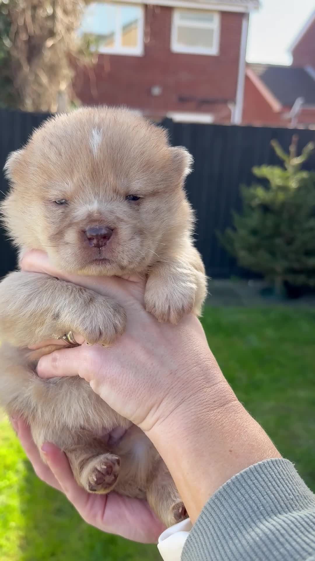 Chow Chow dogs for sale: Chow Puppies - Video 2
