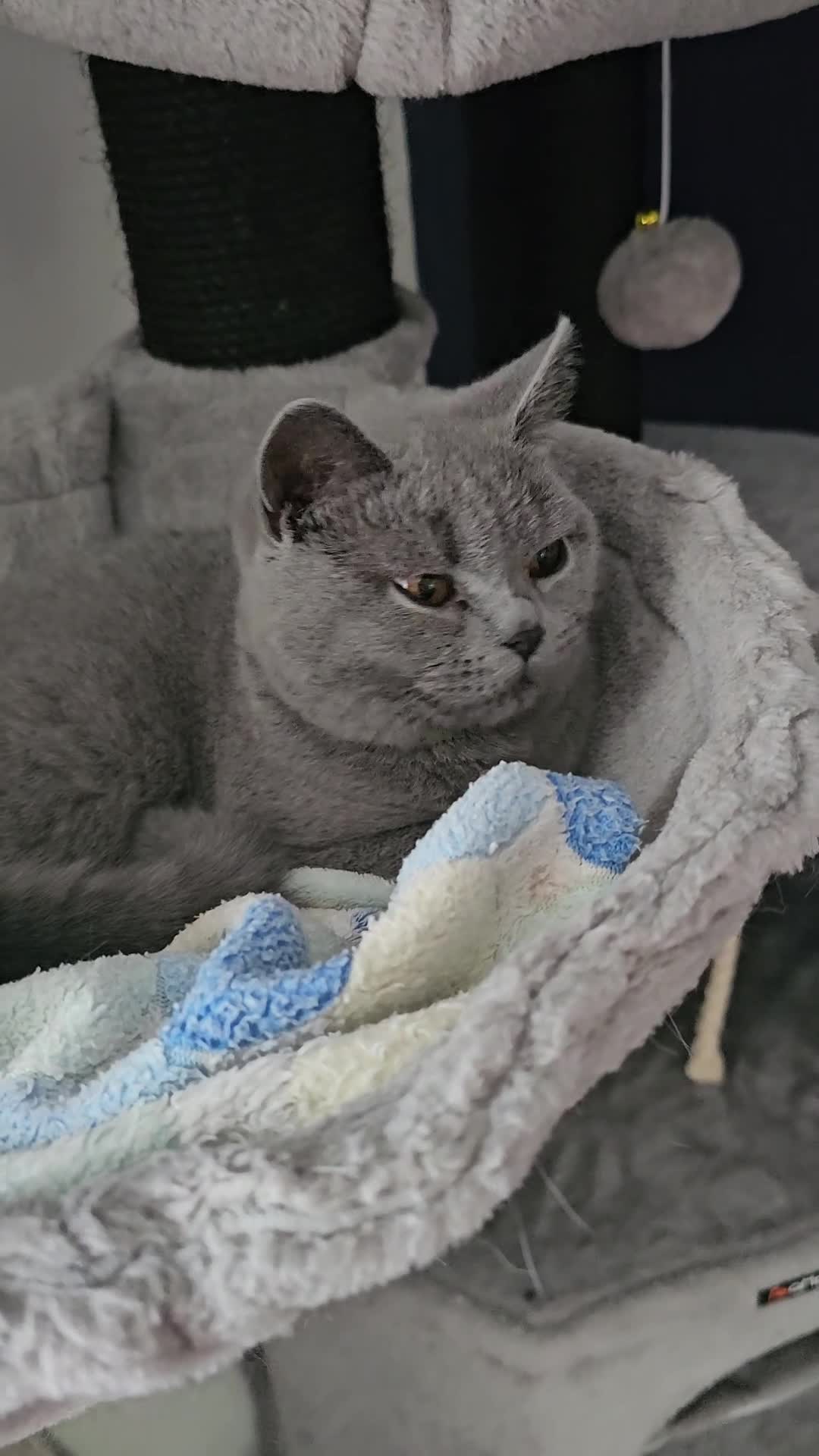 British Shorthair cats for sale: Grey British shorthair Female - Video 1