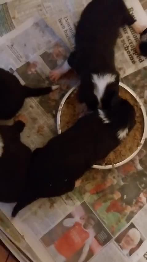 Border Collie dogs for sale: Beautiful border collie puppies - Video 1
