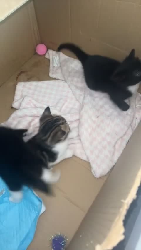 Mixed Breed cats for sale:  kittens  in Canterbury - Video 2
