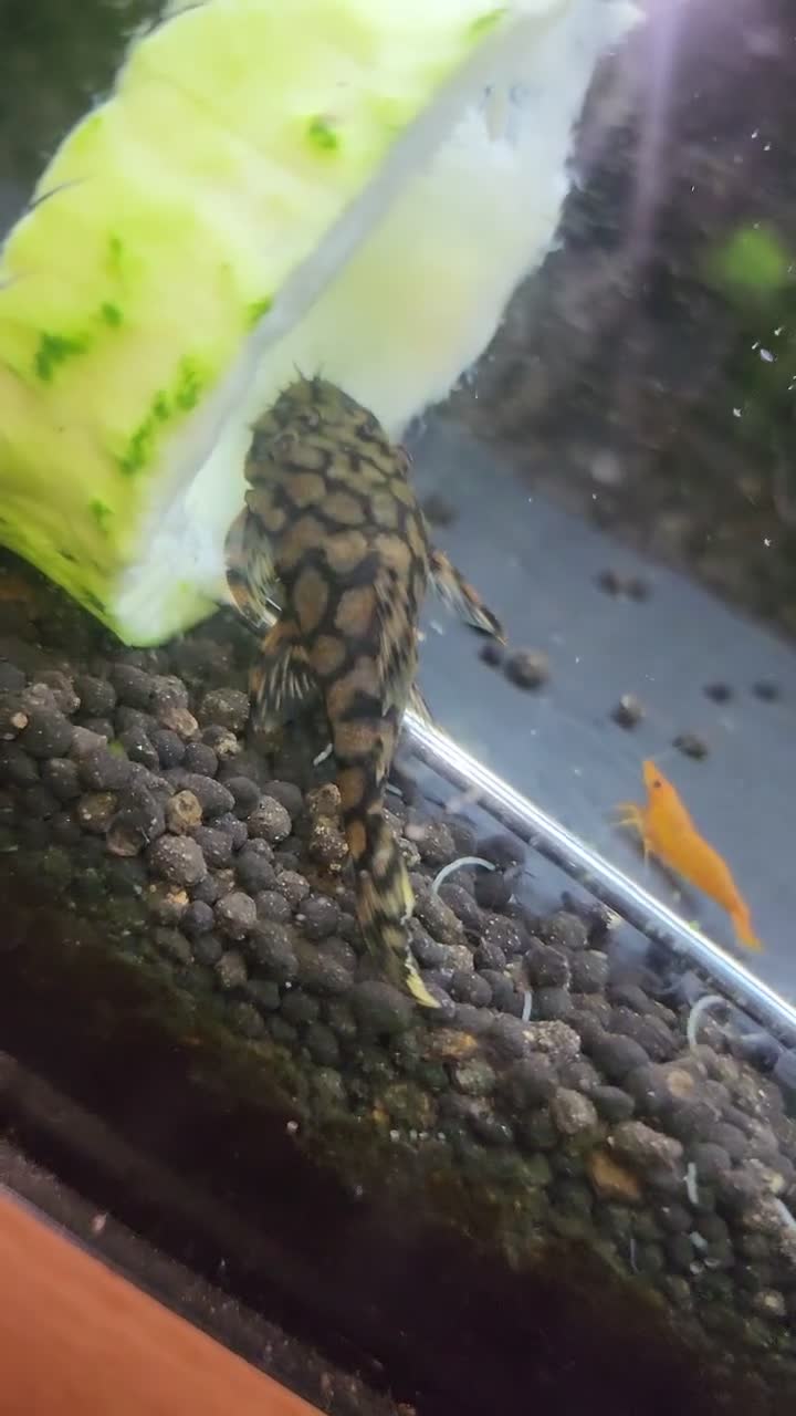 Plecos fish for sale: 🔥*RARE* L519 × Wabenmuster Pleco Hybrids🔥 - Video 1