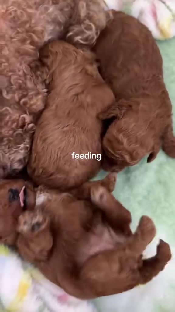 Toy Poodle dogs for sale: Kennel Club Reg.Red Toy Poodle DNA tested Parents  in Luton - Video 2